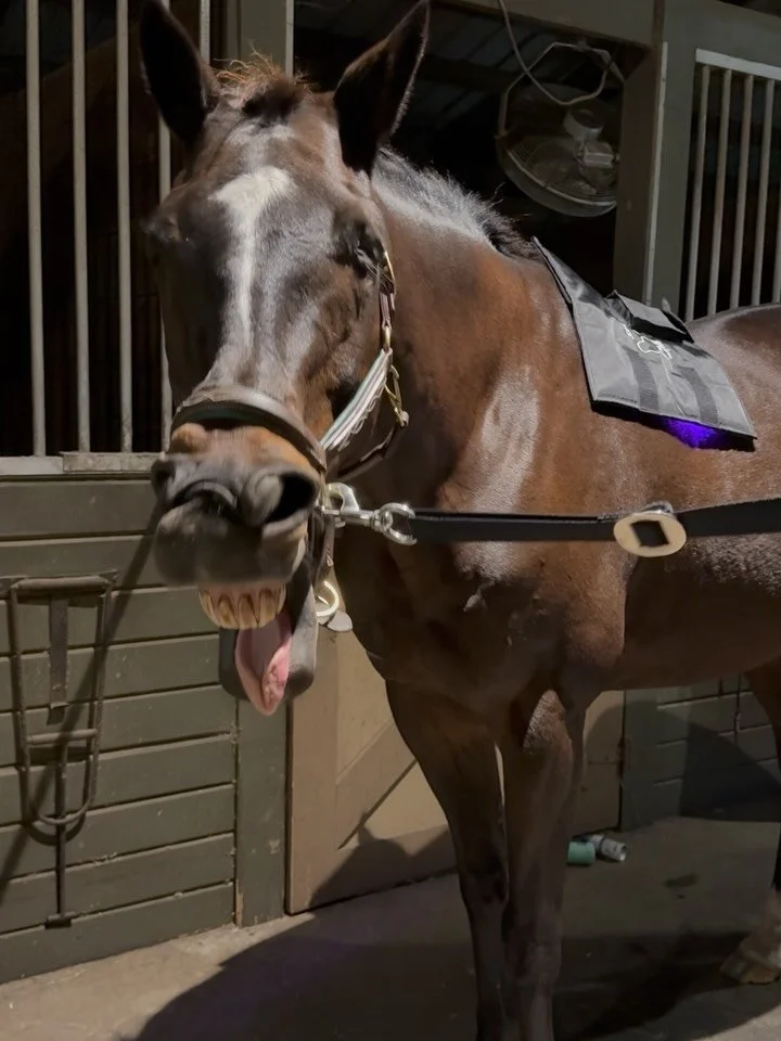 ✨ Exciting news! ✨ Dixie Creek Equine Therapy is now offering equine light therapy! 💡🐴
Using a blend of blue, red, and infrared light, I can now support your horse&rsquo;s wellness on an even deeper level, making each therapy session more impactful