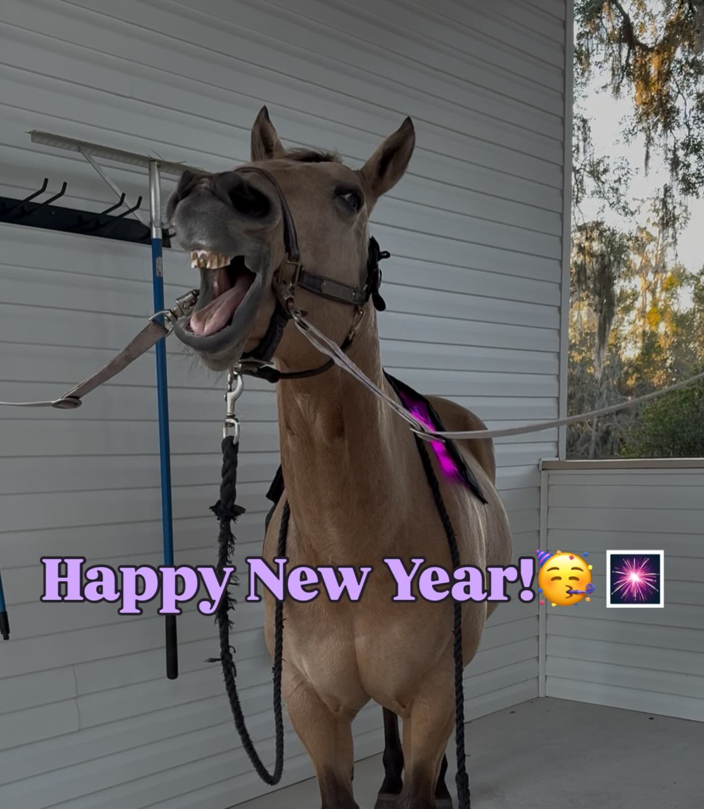 Cheers to a new year from Dixie Creek Equine Therapy!!🥳🎉✨ Wishing you all a blessed, happy, and prosperous 2026!