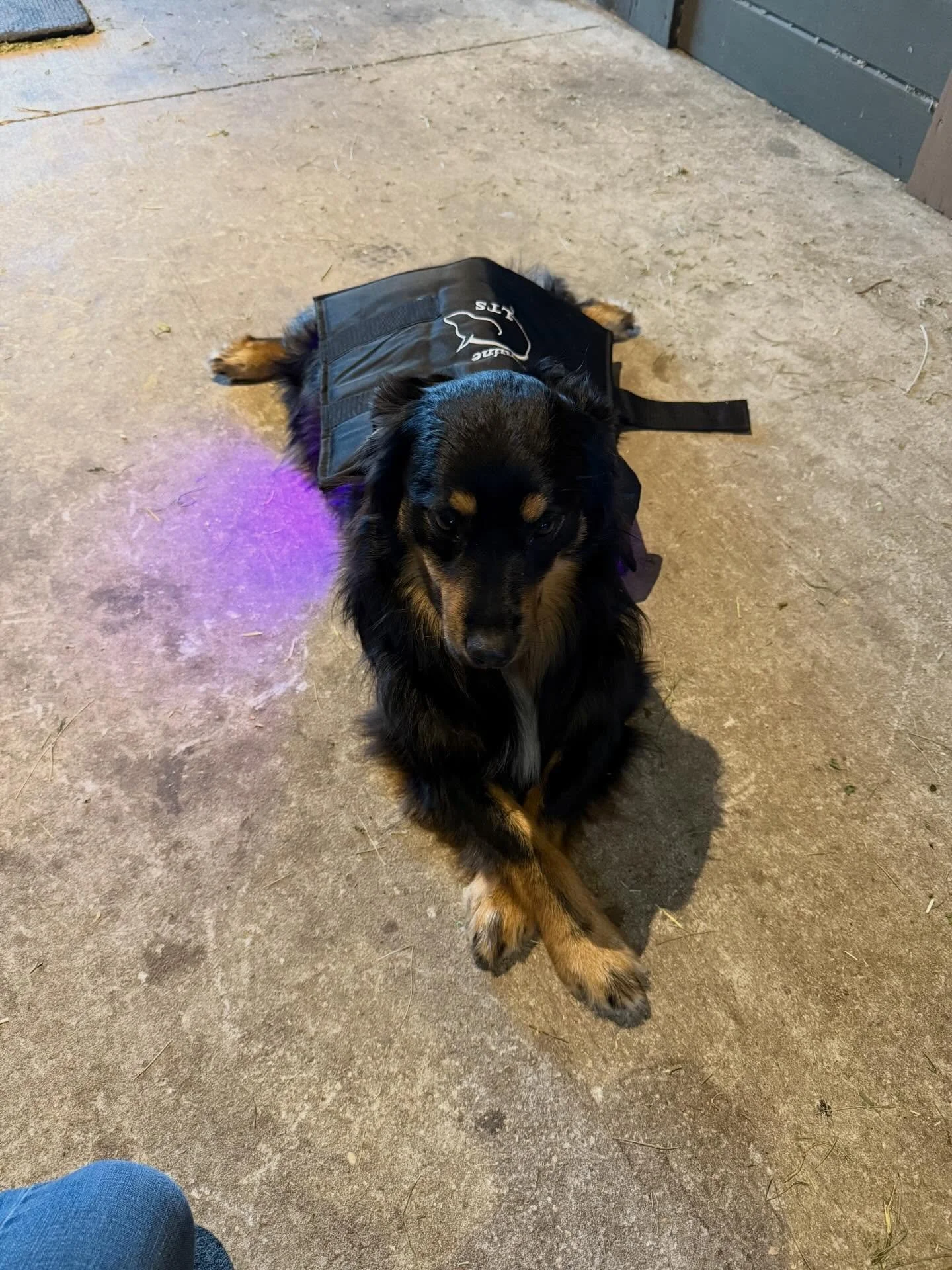 Hold your horses&hellip; these aren&rsquo;t horses?!?!😳 That&rsquo;s alright because here at Dixie Creek Equine Therapy, we love all animals and every one benefits from light therapy! 🐶🐱🐴❤️ Help each of your furry friends feel better with a light