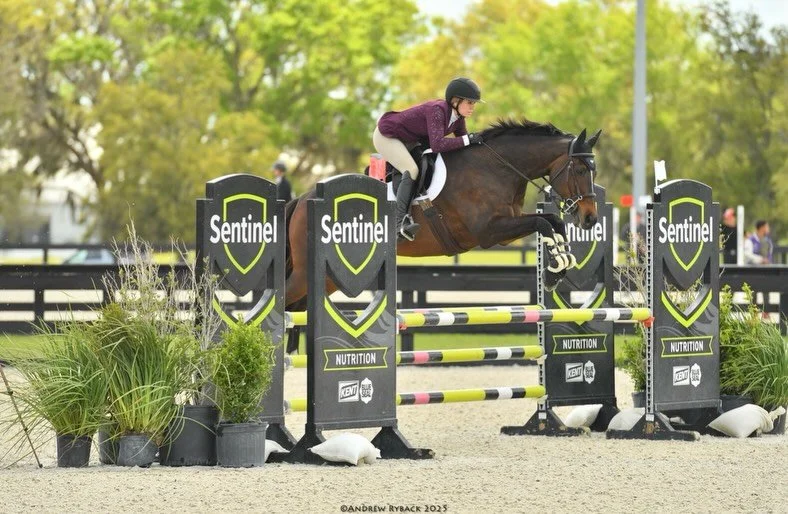 A lot of people ask me what pushed me to start a business in equine massage therapy, and honestly, my horse Apollo is a huge part of that story. ❤️🐴
I bought Apollo for $1 with a kissing spine diagnosis and a ligament injury, fully prepared for the 