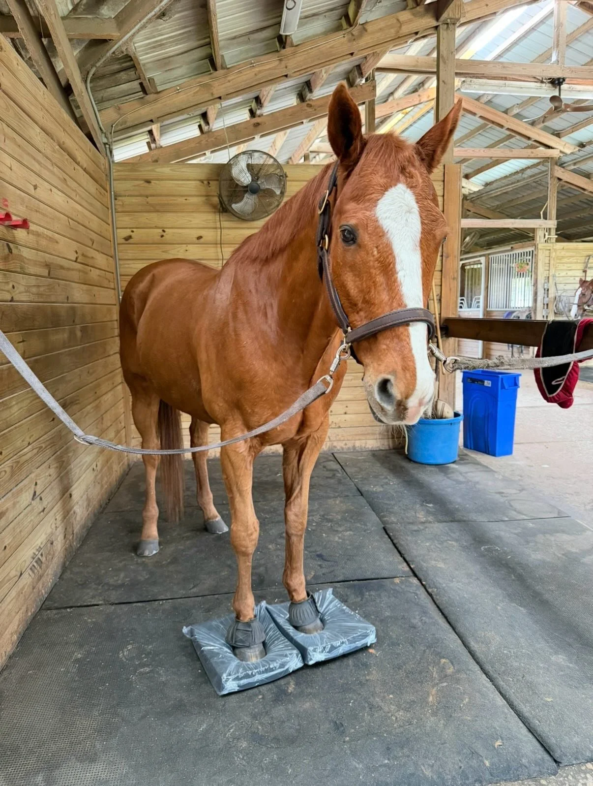 Balance pad babies!! 🤩
I love incorporating balance pads into my massage therapy sessions. What do they do, you ask? I&rsquo;d be happy to tell you!🤓
Balance pads help increase proprioception and core strength in your horse by creating an unstable 