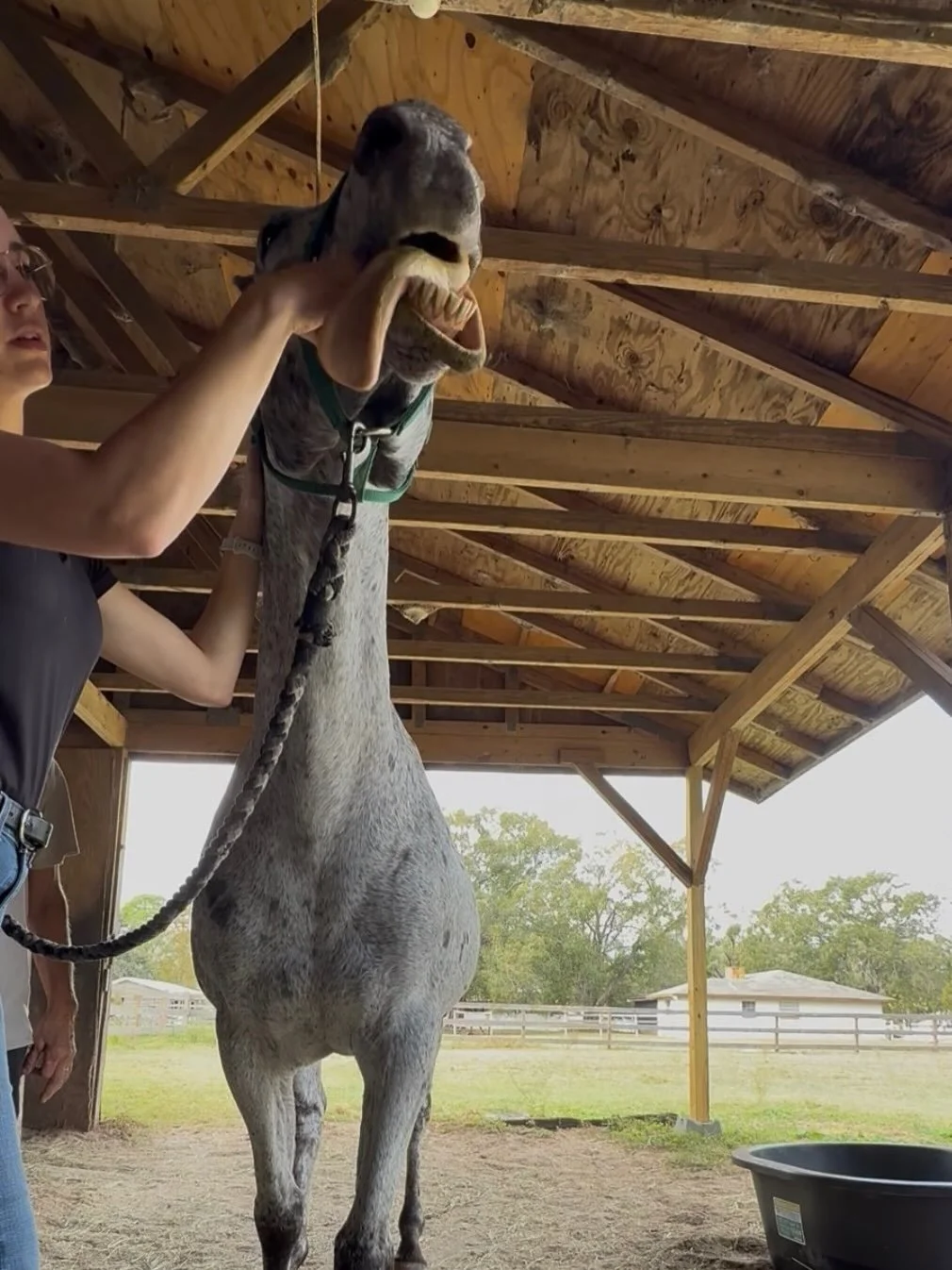 The temporomandibular joint (TMJ) in horses is where the lower jaw (mandible) connects to the upper jaw (maxilla) through the temporal bone. It is a very complex area and can easily hold tension or become painful.🤓
If you notice your horse tossing o