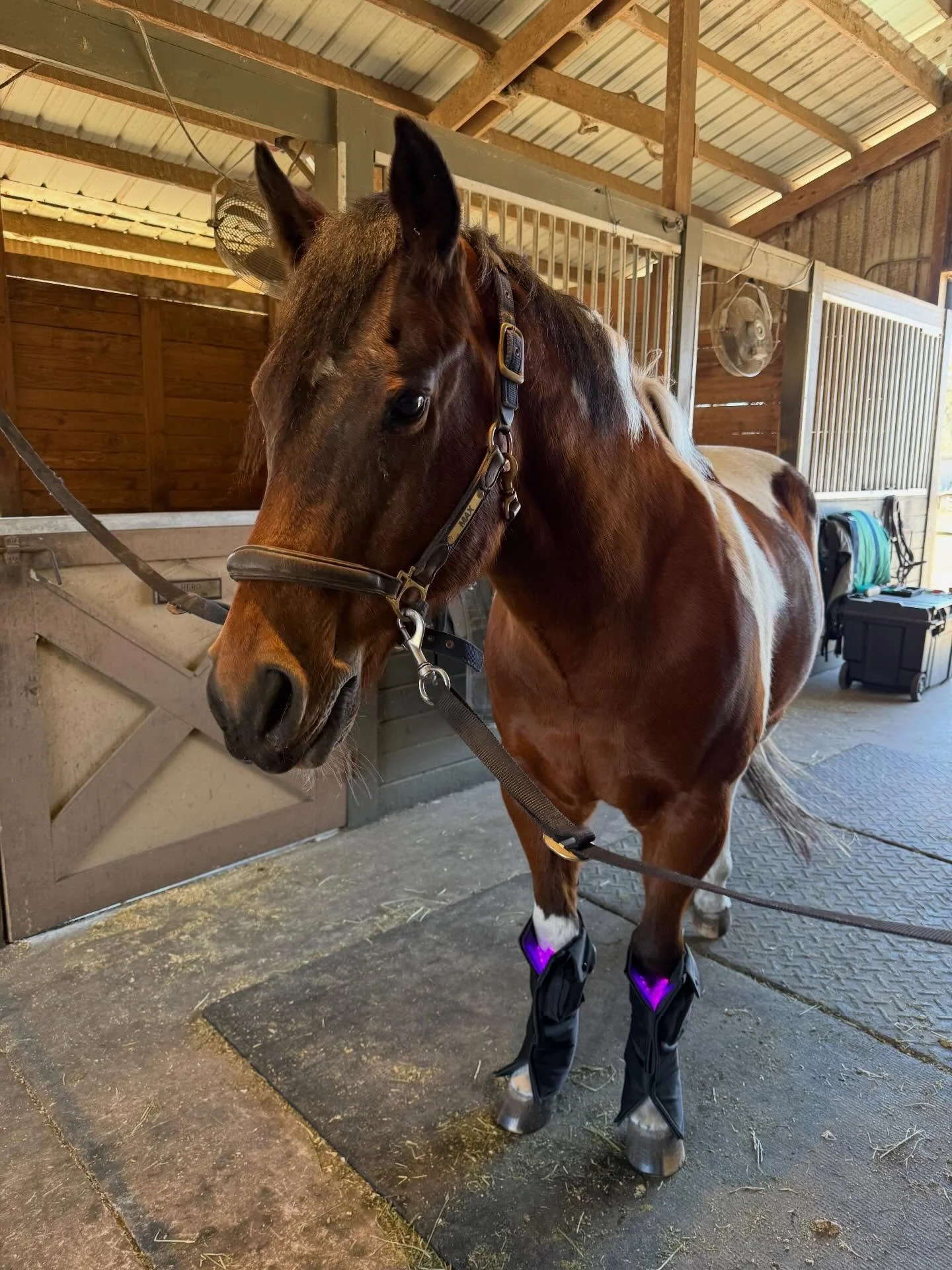 Little light therapy compilation!💡🌈 
How does light therapy help? 🤔
It is an additional form of therapy that combines red, blue, and near infrared light to penetrate the muscles and stimulate cellular regeneration as it increases cellular function