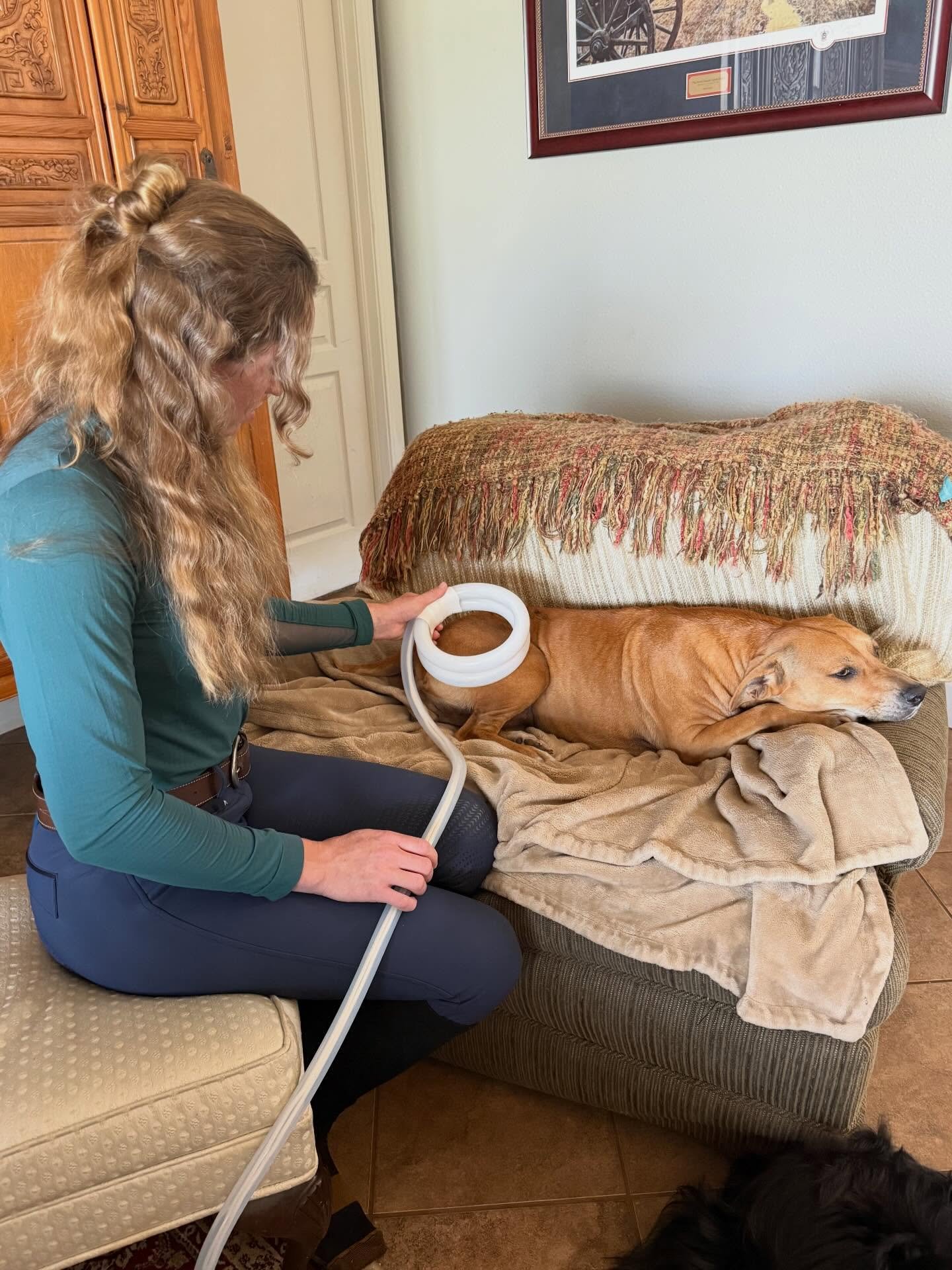 Sweet Hunny came home one day completely three-legged after playing a little too hard with her brother. She was non-weight bearing on her right hind leg, so we immediately started light therapy and MagnaWave PEMF therapy.💡〽️
Within just a few days s