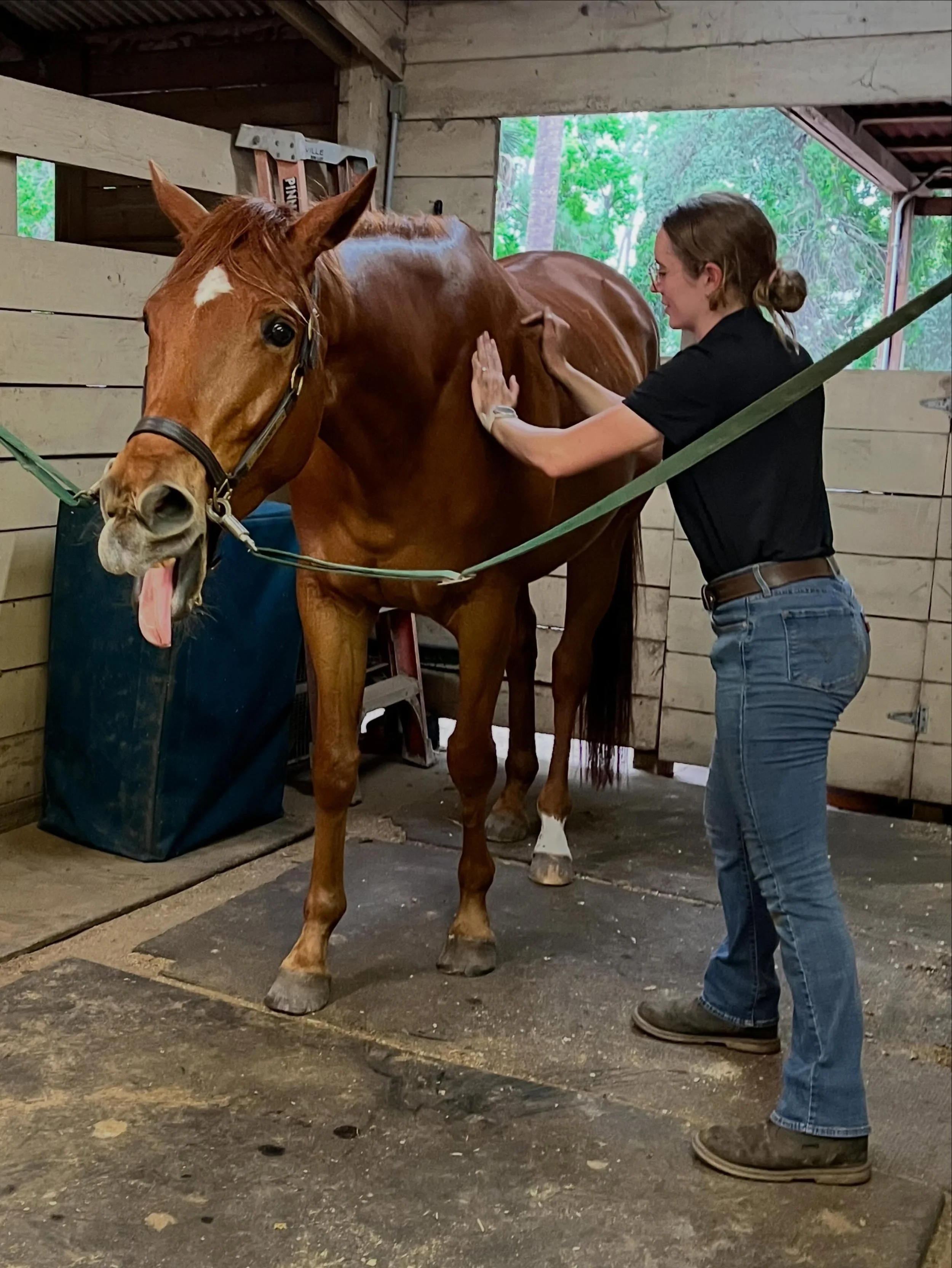 As an equine massage therapist, my goal is to find areas of tension and help each horse release it, no matter their age or level of work.🐎
This handsome young gelding is still getting his canines in, which can sometimes cause gum inflammation. That 