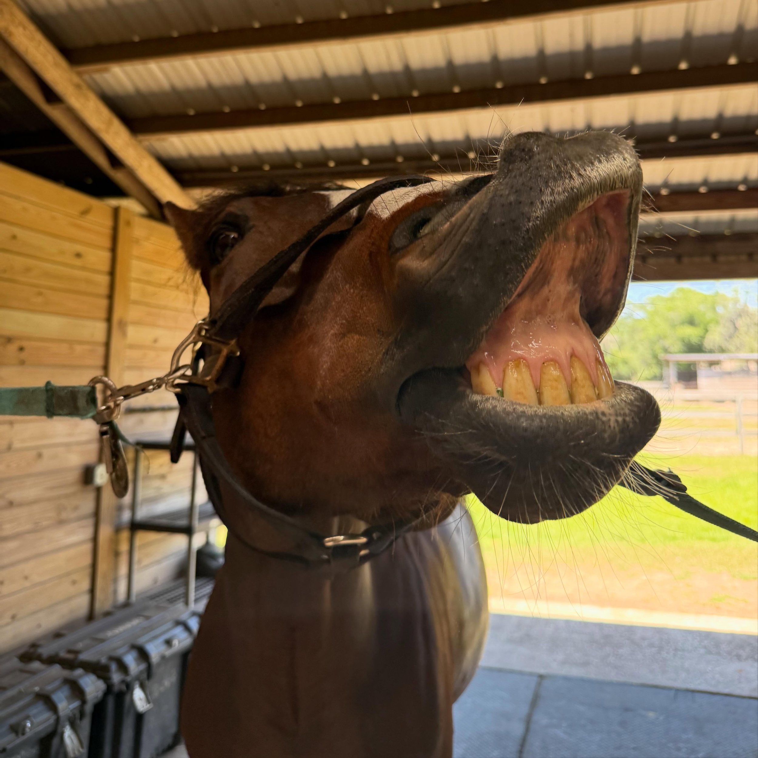 It&rsquo;s always a good day with horses, aromatherapy, full body massages, and of course, @magnawavepemf !😍🐴 Ponies always deserve a good pampering 🥰 #dixiecreekequinetherapy #equinetherapy #equinemassage #equinemassagetherapist #cemt