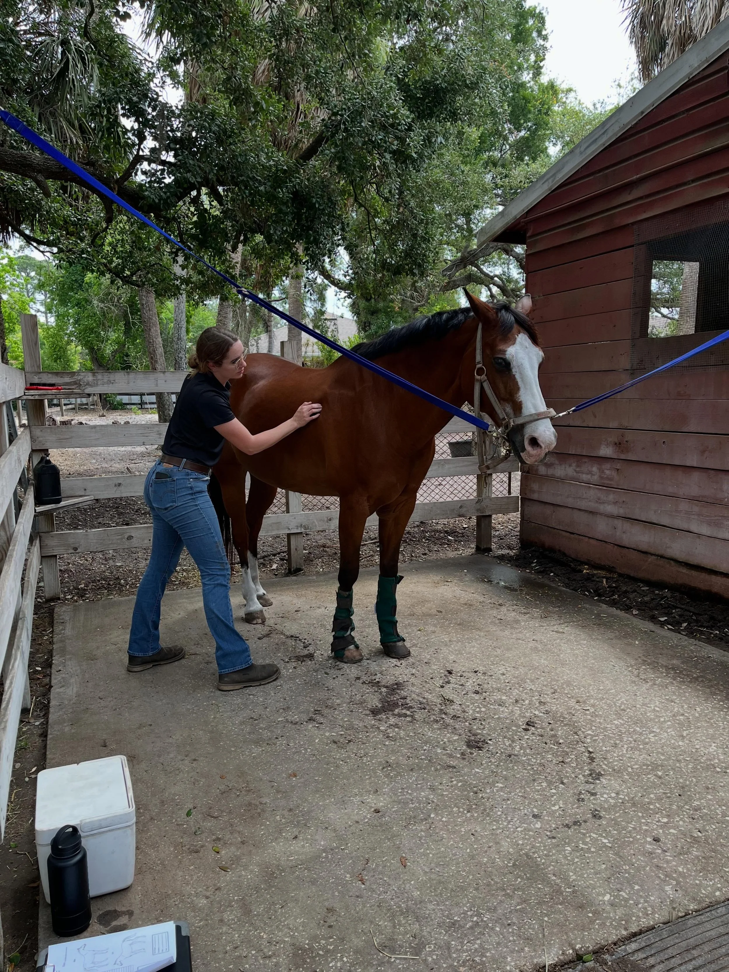 With horses, it&rsquo;s always a good day in the office 🥰🐴#dixiecreekequinetherapy #equinetherapy #equinemassage #equinemassagetherapist #cemt