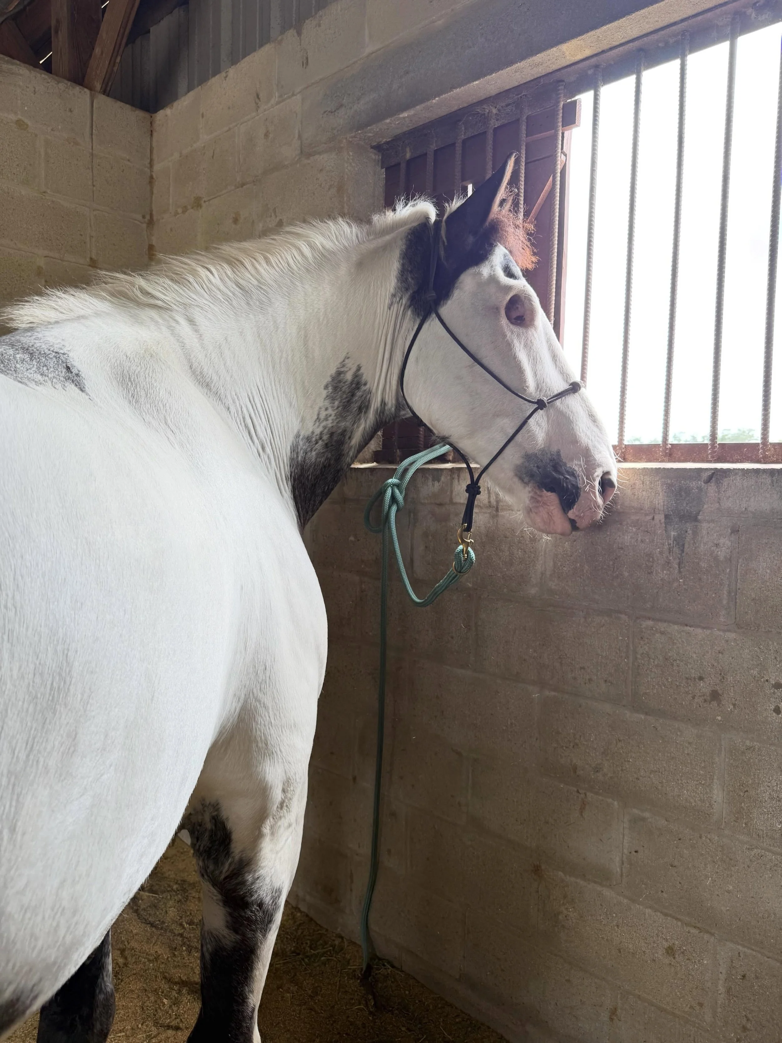 Working with one-eyed horses takes a little extra consideration. Most adjust incredibly well, but their increased blind spot can influence both behavior and muscle patterns. Horses missing an eye are often more cautious and protective on their blind 