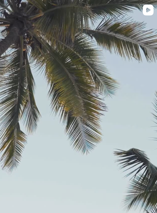 Palm trees against a clear sky.