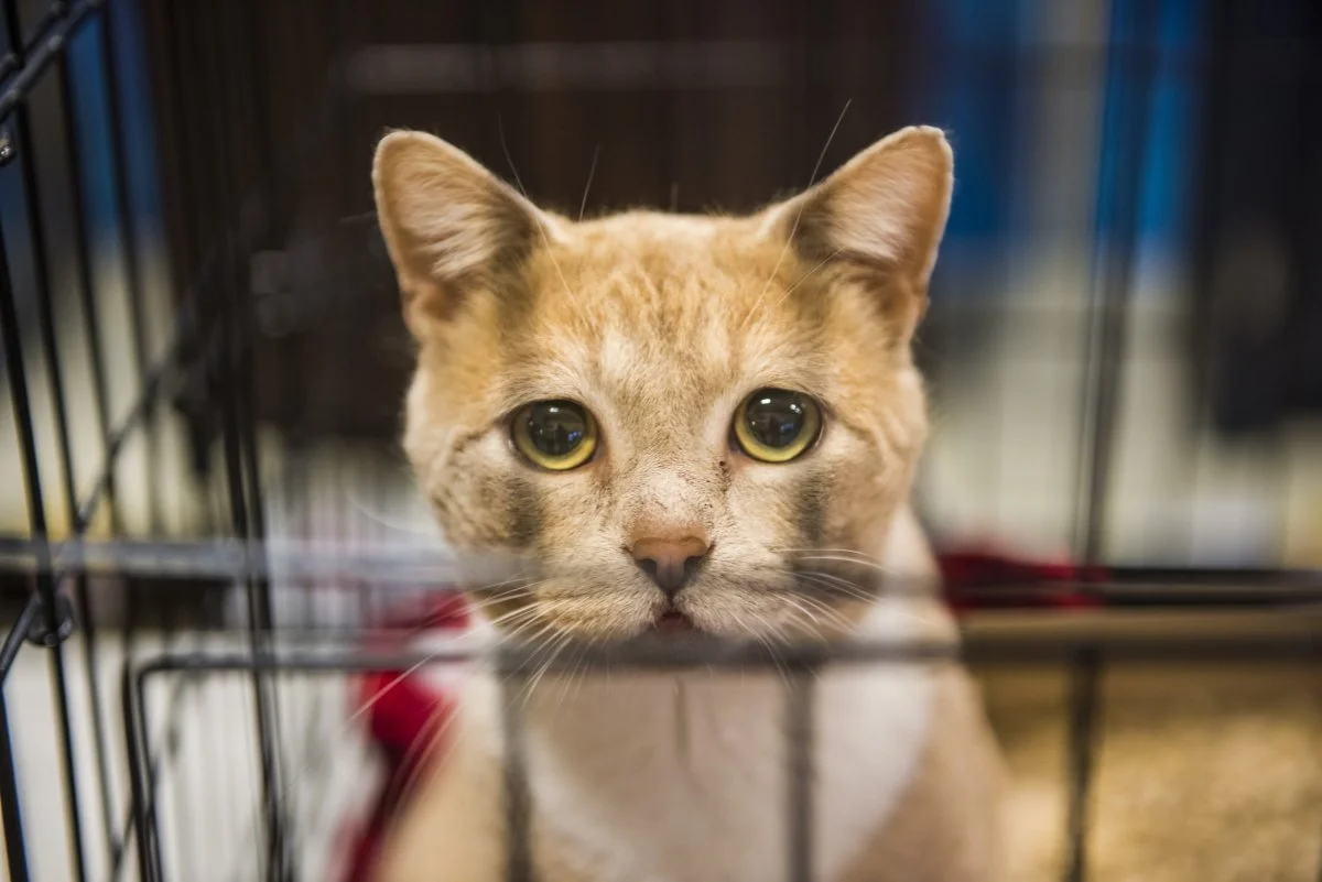 senior-shelter-cat-sad.jpg
