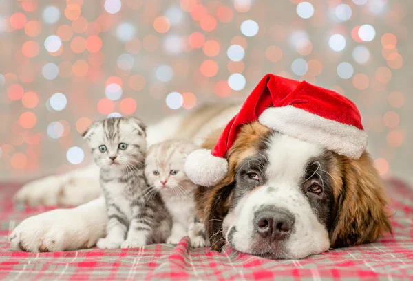 7_Ways_to_Help_Animal_Shelters_This_Holiday_Season_600x600.webp