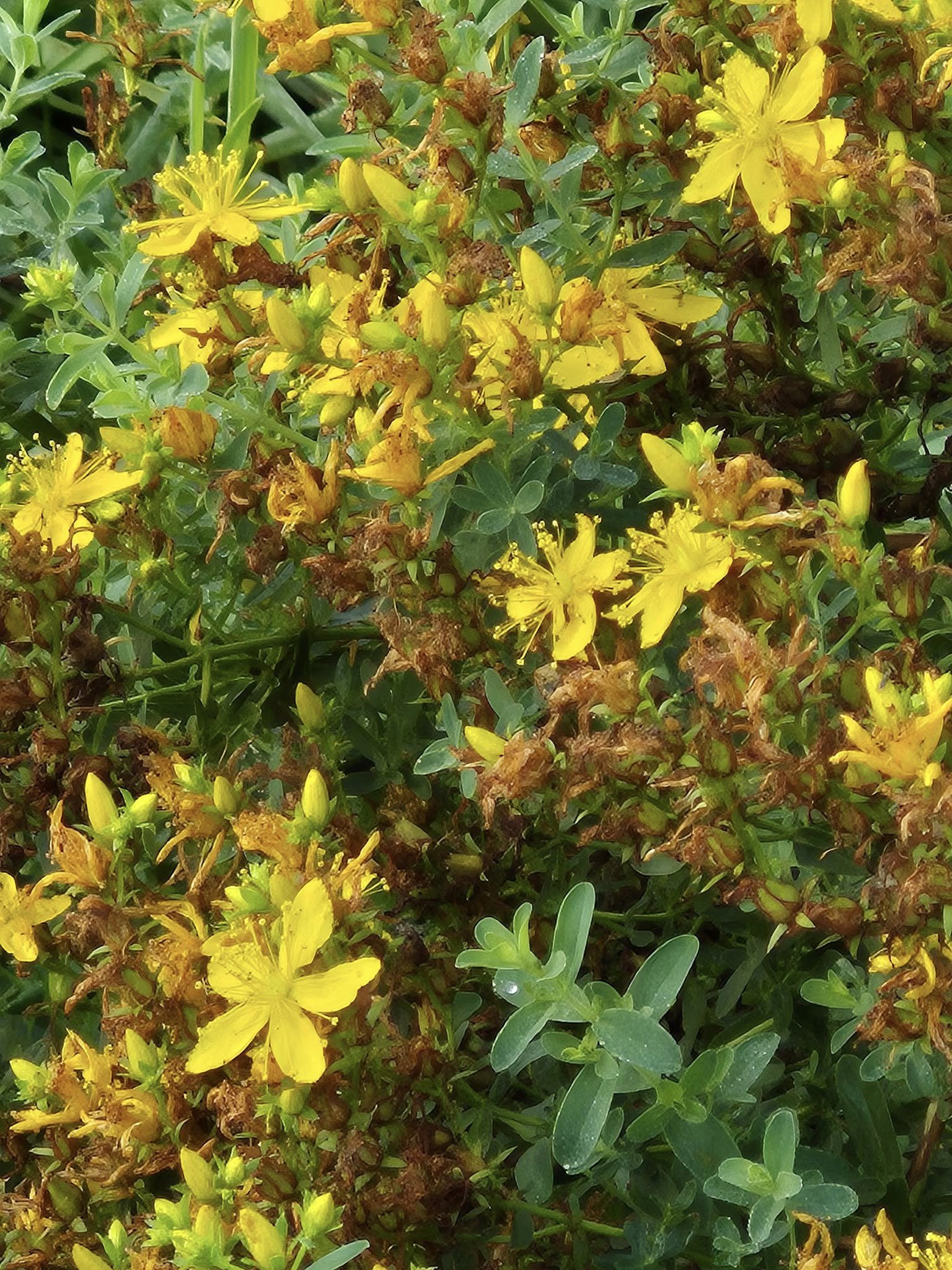 hypericum.jpg