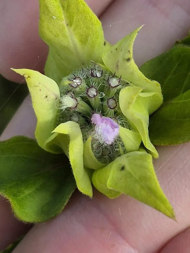 bergamot.jpg