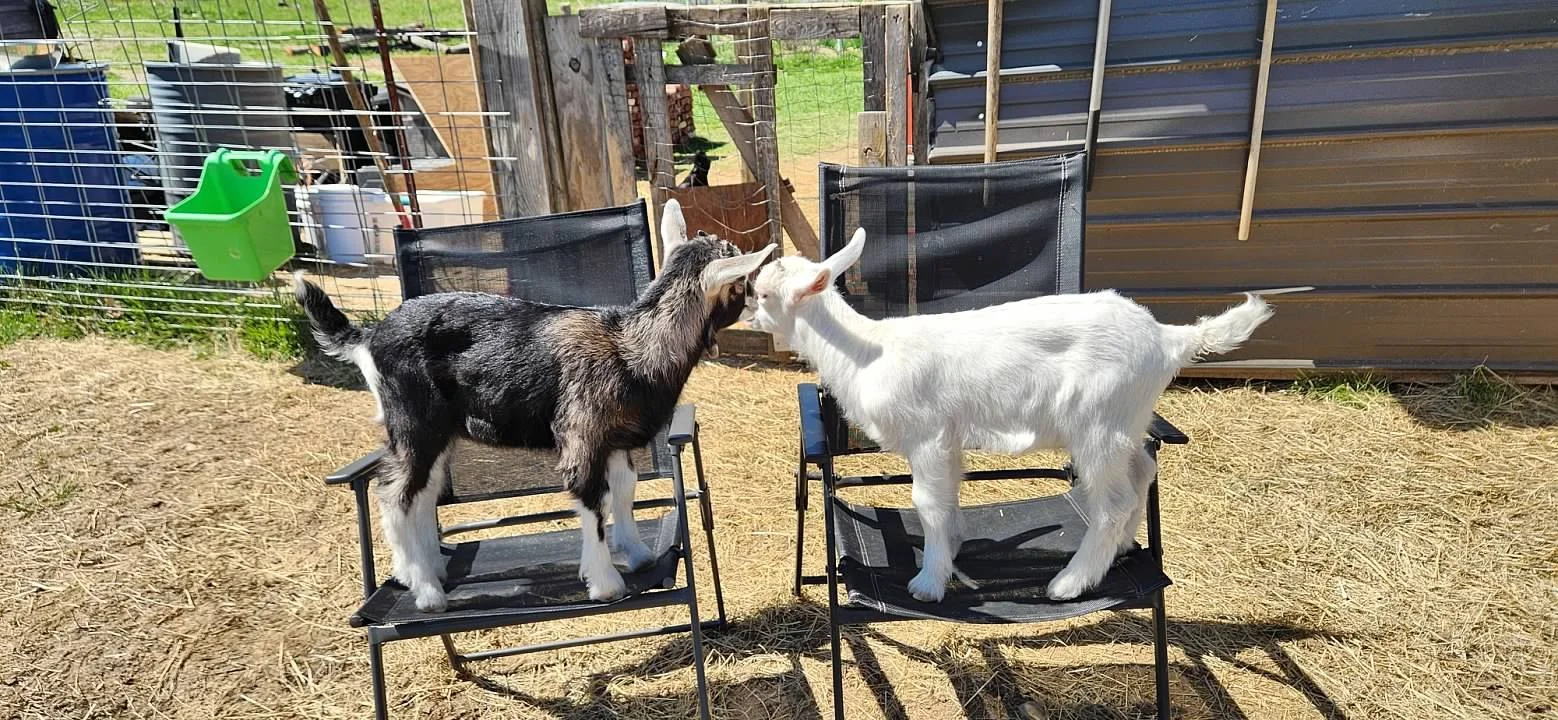 goats in chairs we are waiting for you.jpg