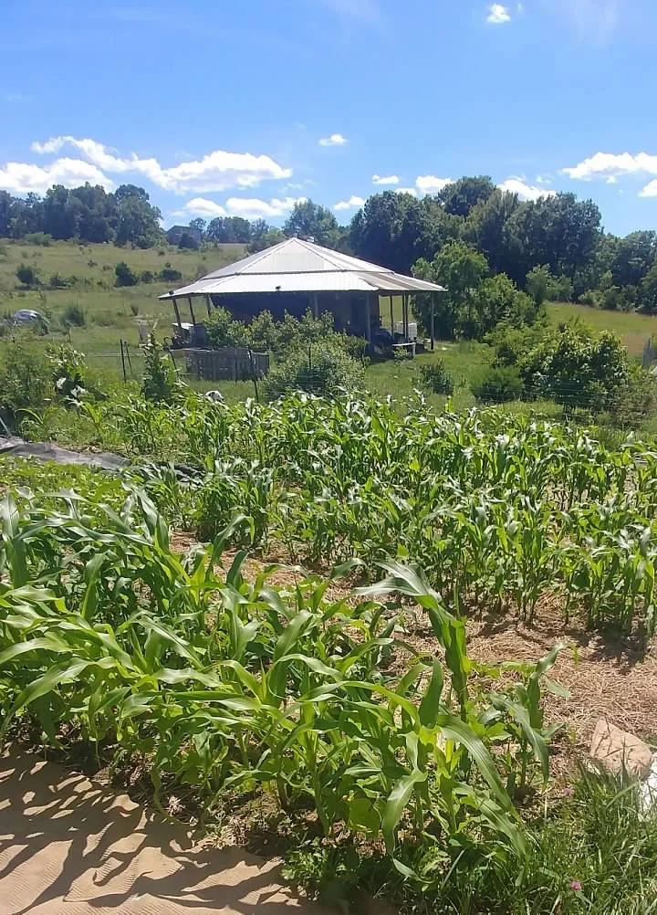 house with corn patch.jpg