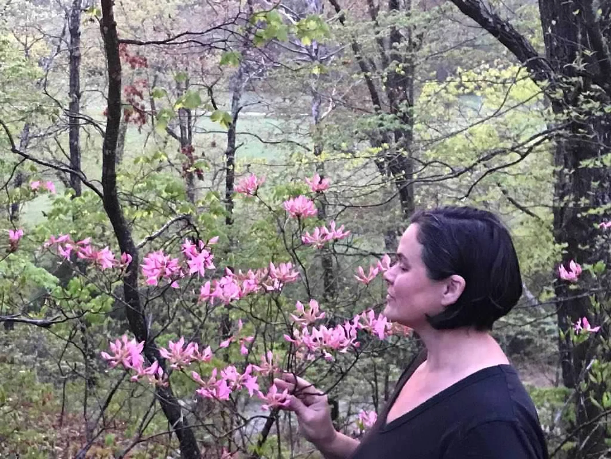 c with wild azaleas.jpg