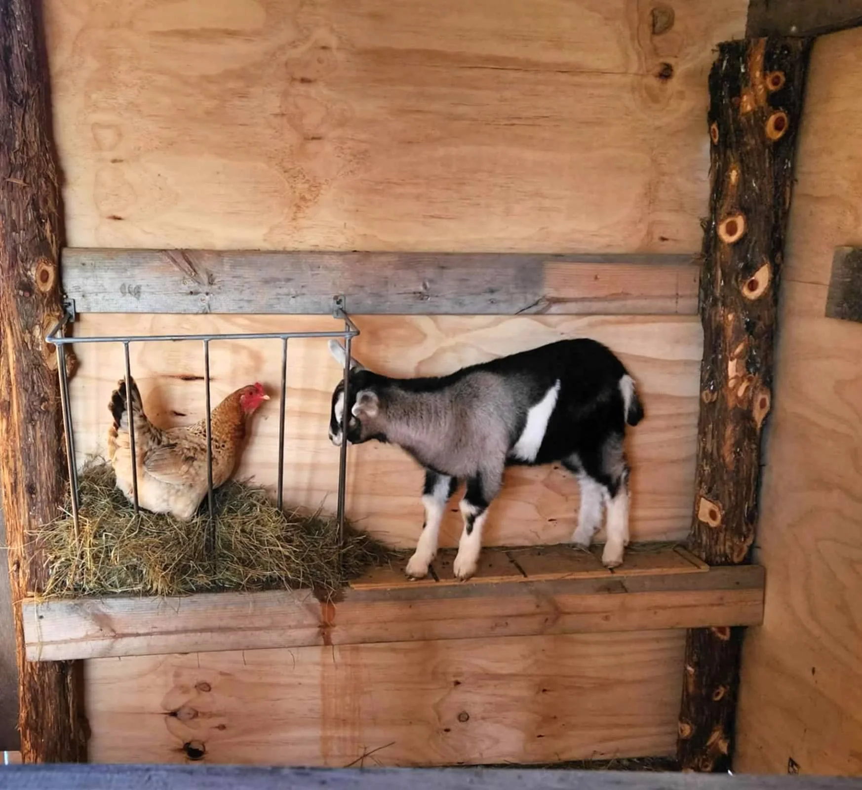 baby fiddle and chicken in hay.jpg