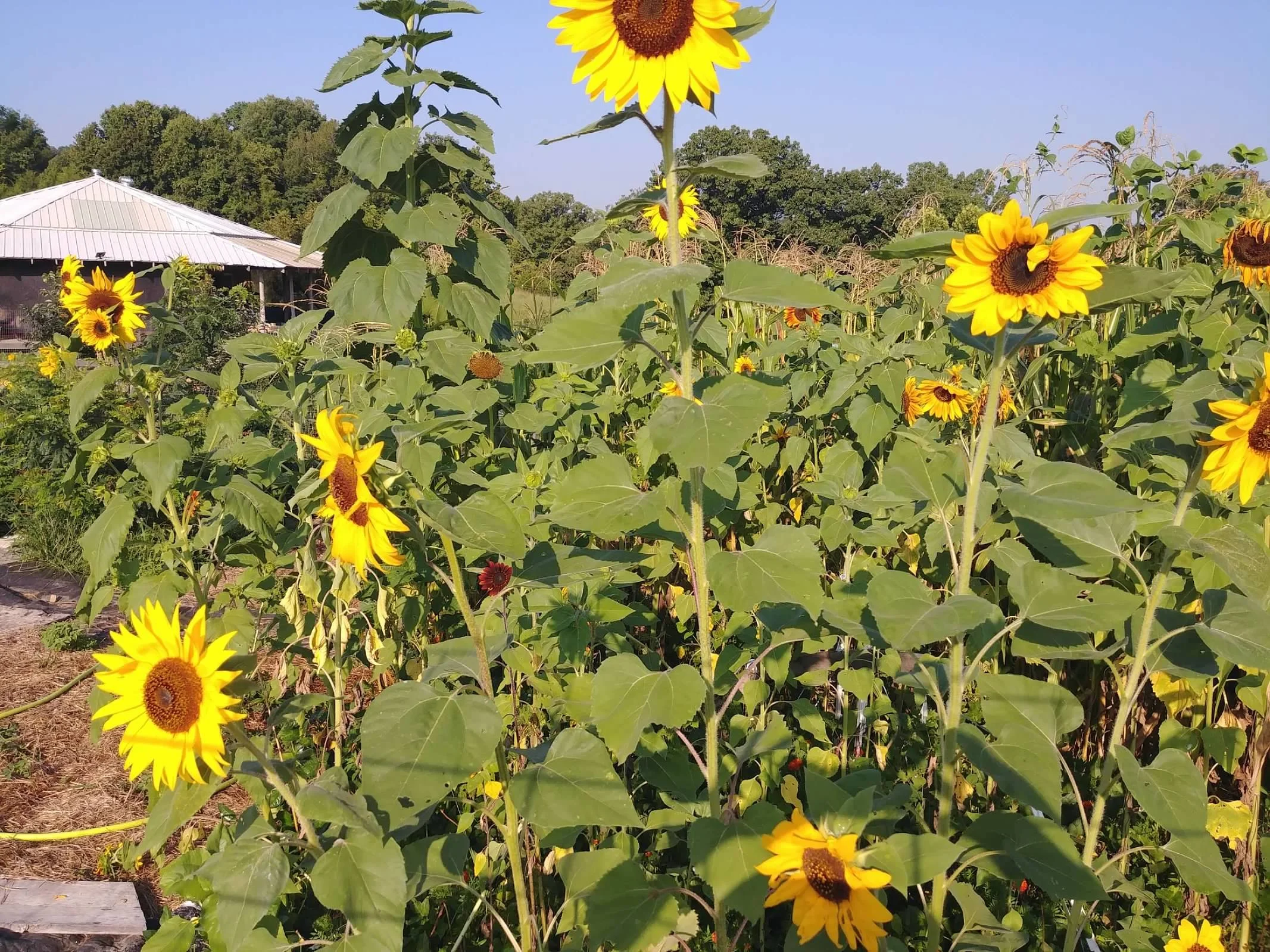 sunflowers house in back.jpg