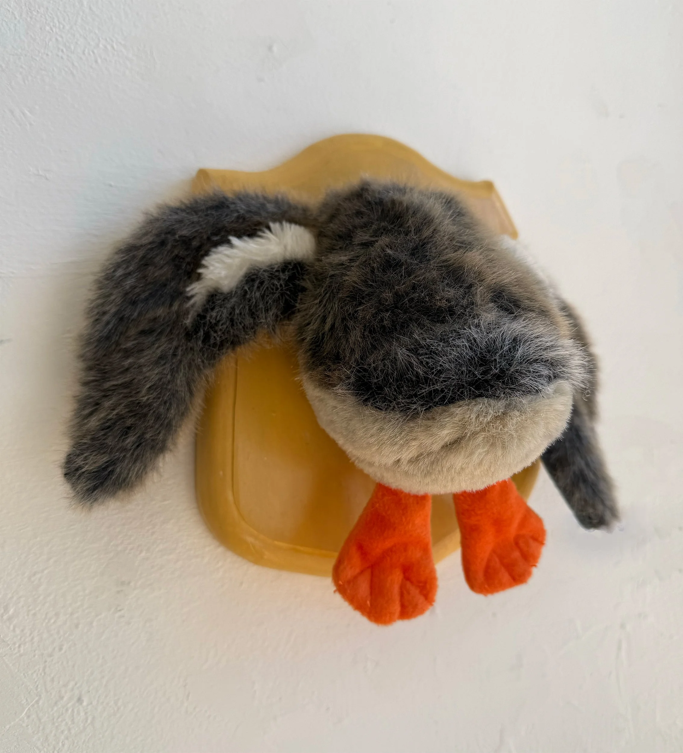 Duck end |  private collection