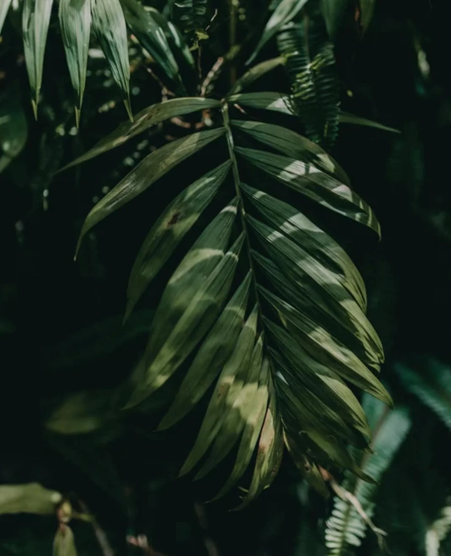 🌿One opening remains next week! 

3:30p (60min) Tuesday, Nov. 11th - message me to book! 

Call/text 402-525-6219 📱