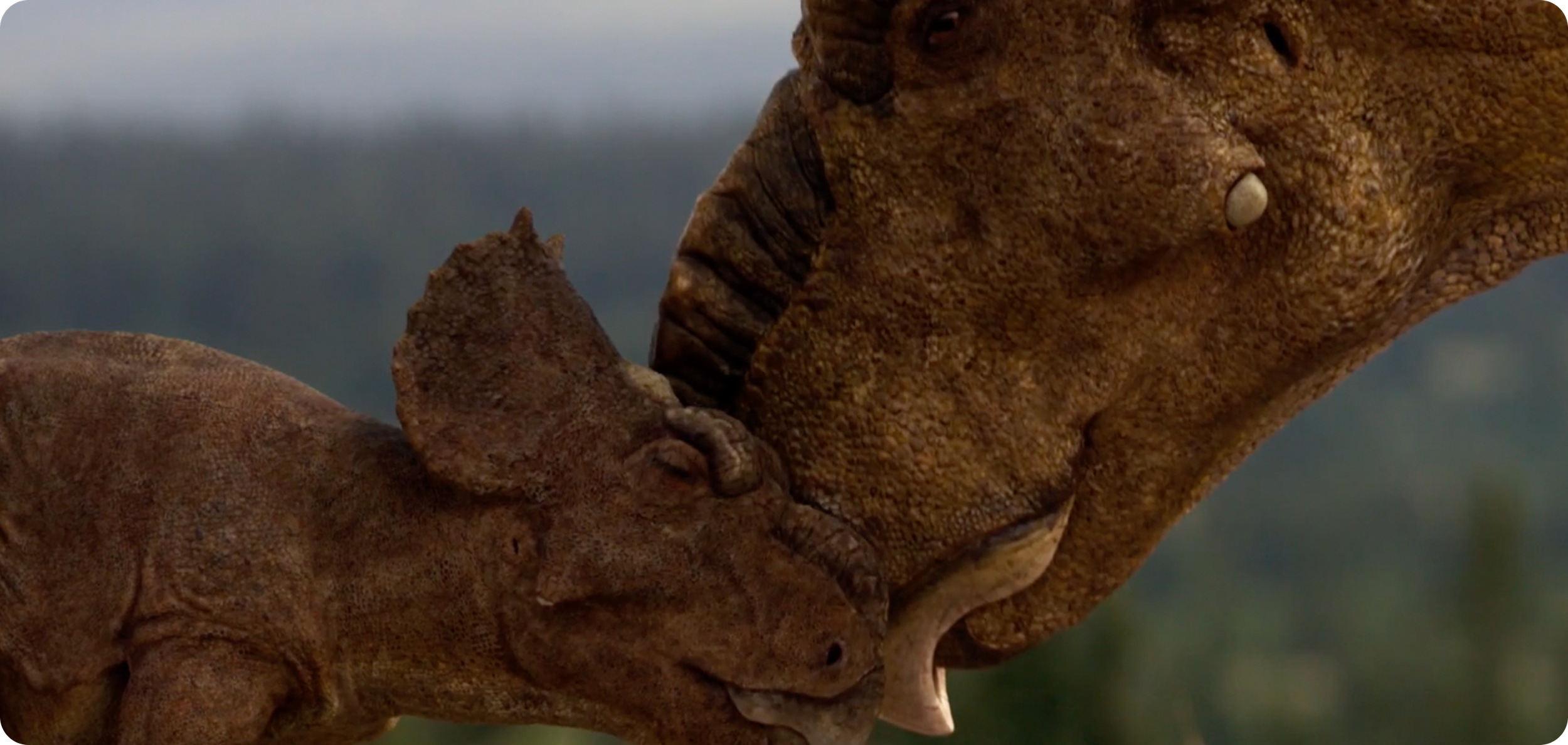 Close-up of two iguanas touching faces, one is larger and the other smaller, in an outdoor environment.