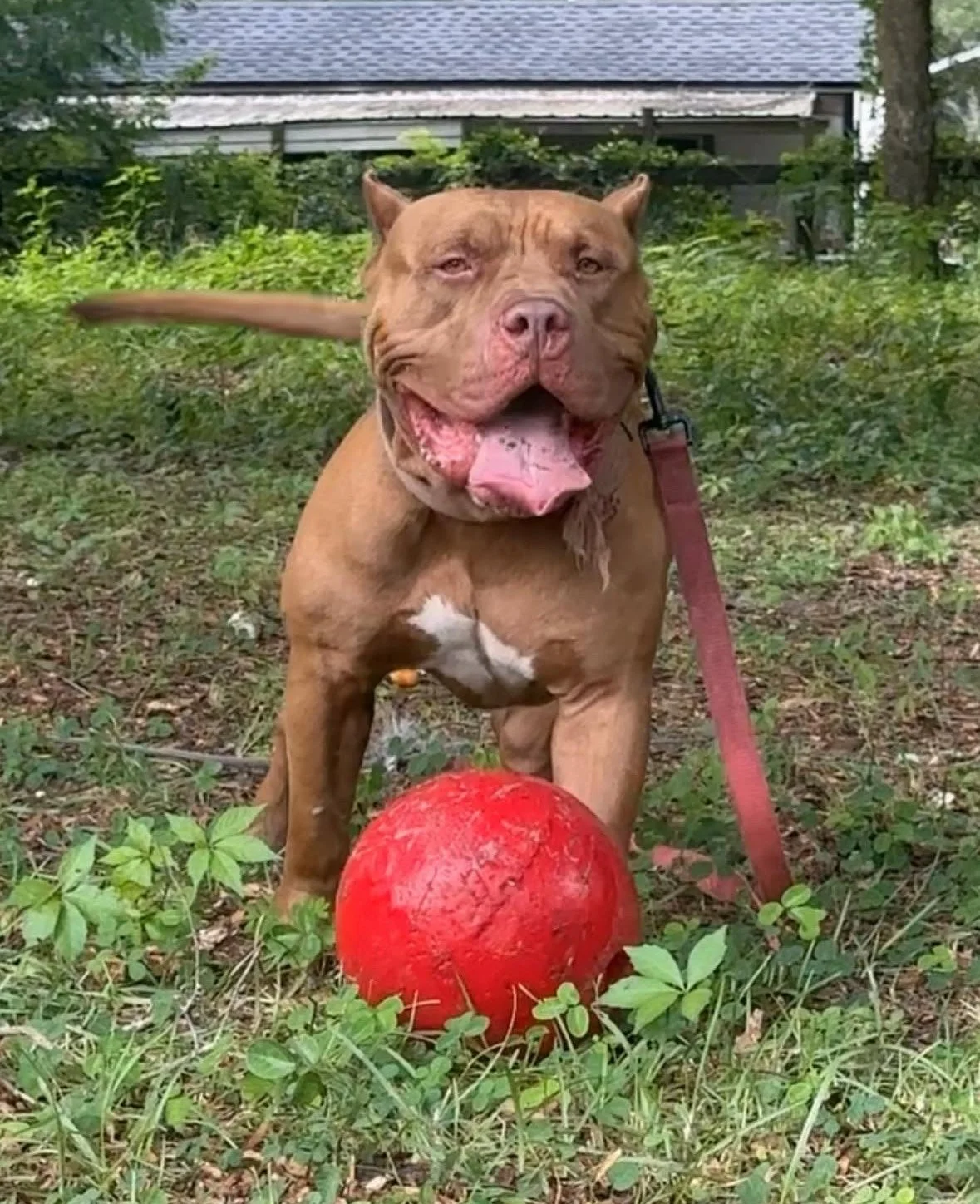 A happy brown dog with a small white patch on its chest, sitting on grass with a red ball in front of it, outdoors with green foliage and a house in the background.