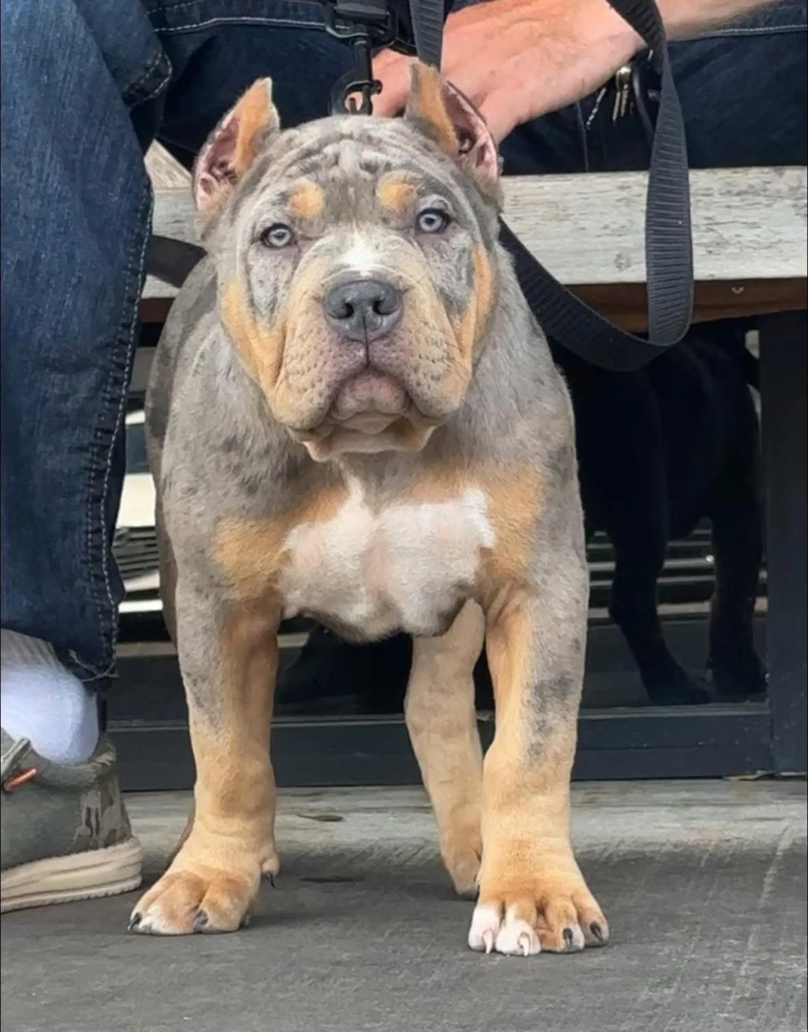 A puppy with a merle coat pattern and blue eyes standing on a wooden deck.