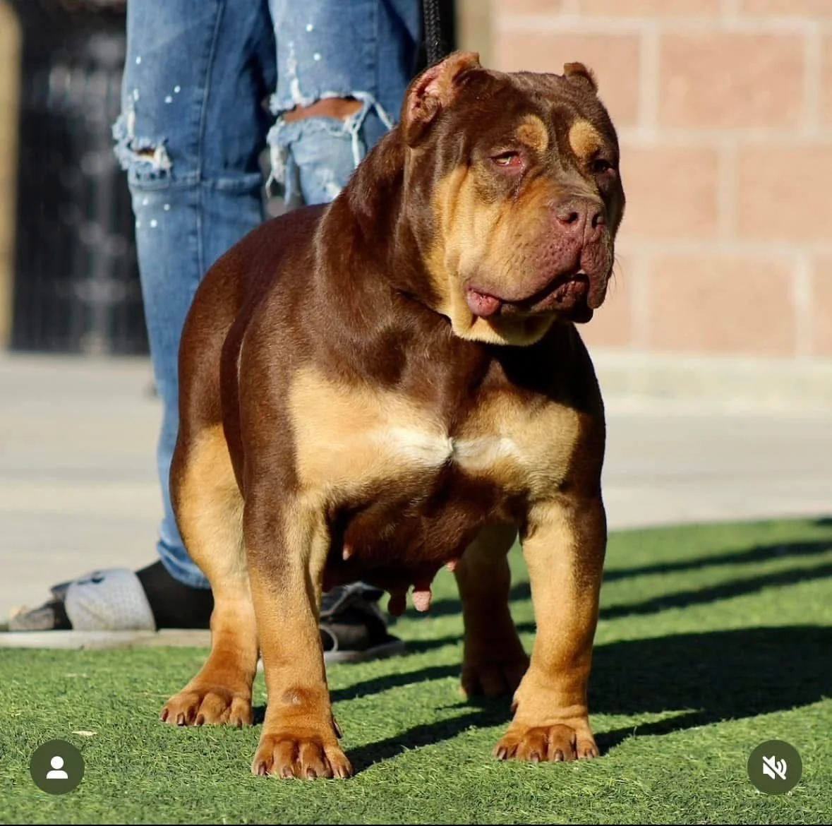 A large, muscular, brown and tan dog with a broad head and sagging skin standing on a grassy surface. A person wearing distressed jeans is partially visible behind the dog. The background includes a brick wall.