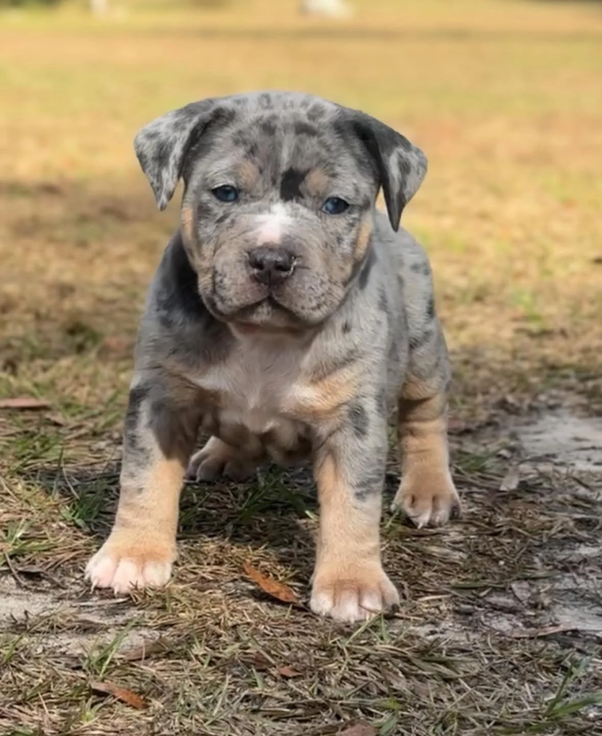 A cute puppy with a merle coat pattern sitting on the ground outdoors.