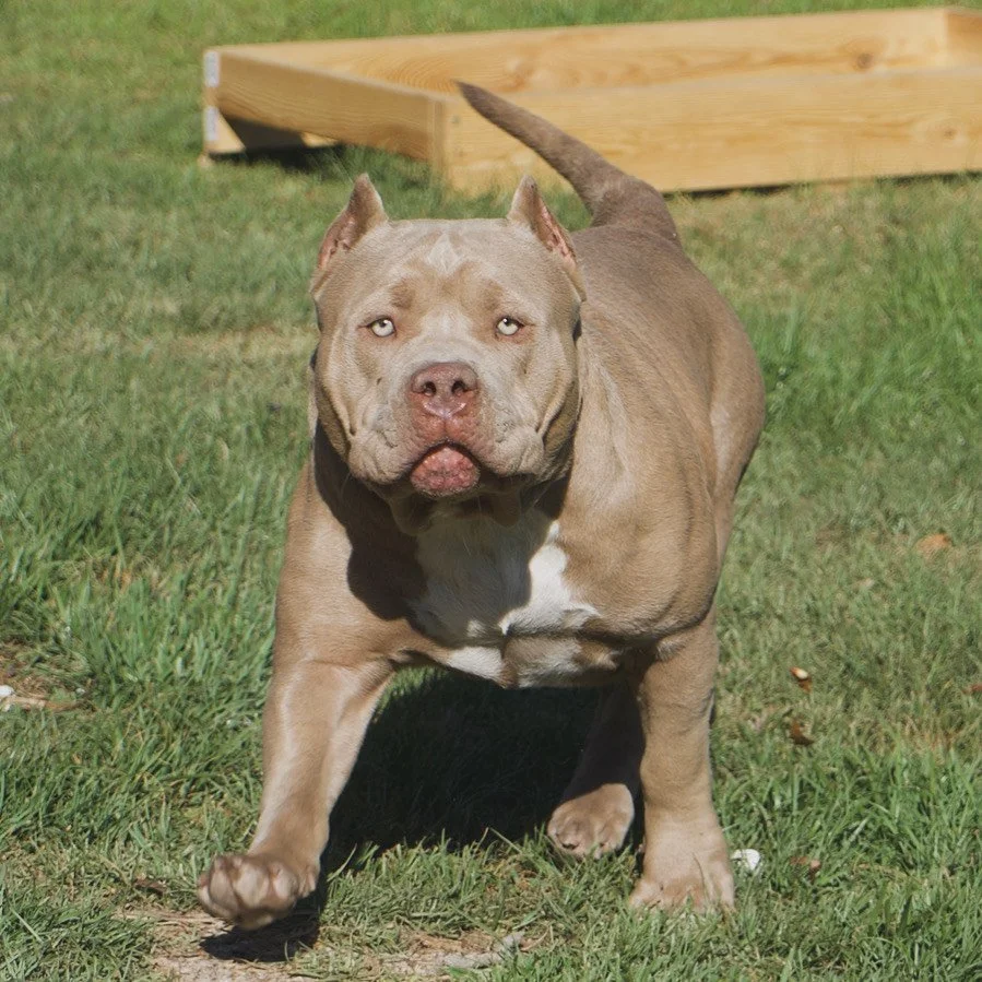 A tan and white pit bull dog with light eyes walking on grass in a backyard.