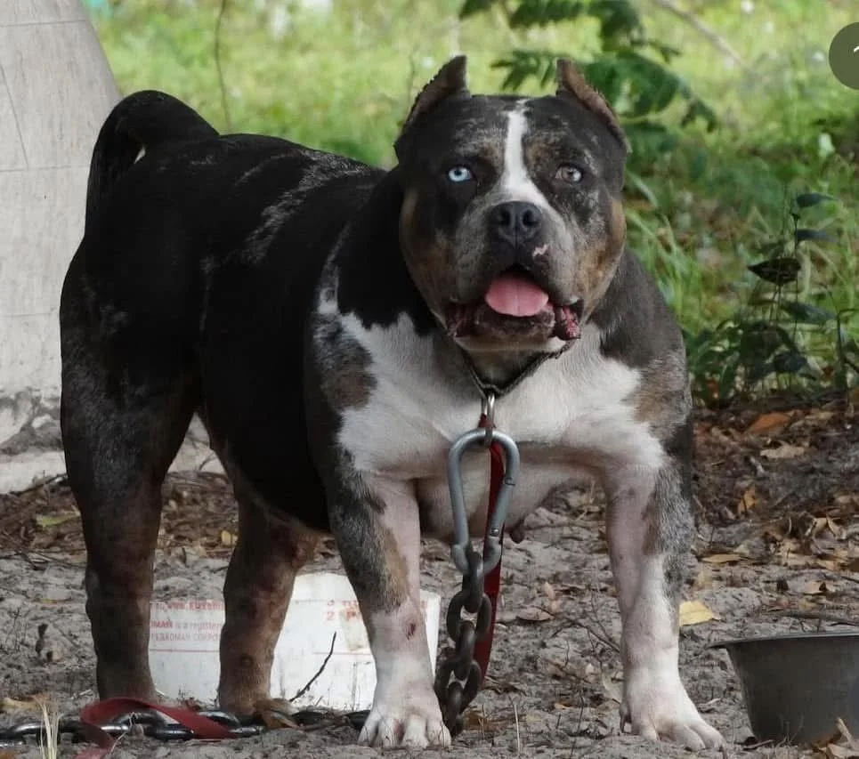 A muscular dog with a brindle black tri merle coat, one blue eye, and one brown eye standing outdoors on dirt, attached to a chain collar.