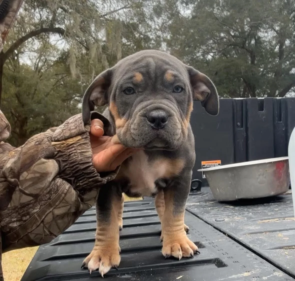 A person in camouflage clothing holds the face of a gray and tan puppy with droopy eyes and big paws, standing on a black surface outdoors with trees and a black container in the background.