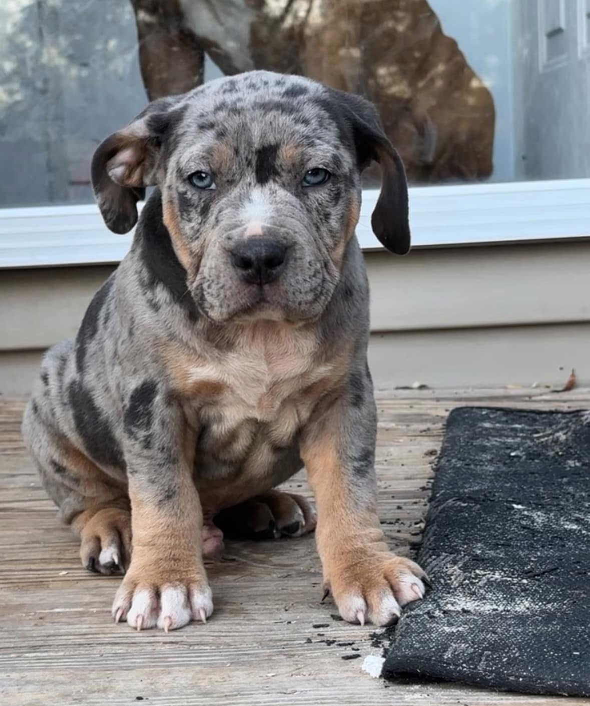 A cute merle-colored puppy with blue eyes sitting on a wooden deck next to a black doormat, with a window behind it reflecting a tree.