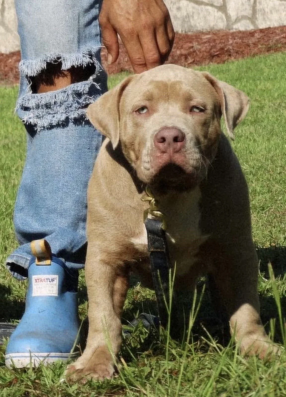 A dog with a tan and black coat sitting on grass, appearing to have a sleepy or tired expression. A person with a distressed or sad look is standing behind the dog, wearing ripped jeans and a blue boot.
