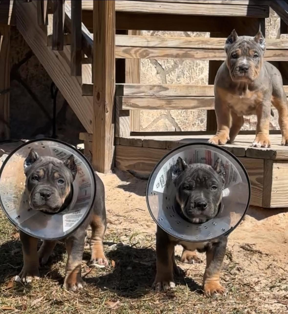 Three puppies, two with Elizabethan collars and one standing on wooden steps outdoors.