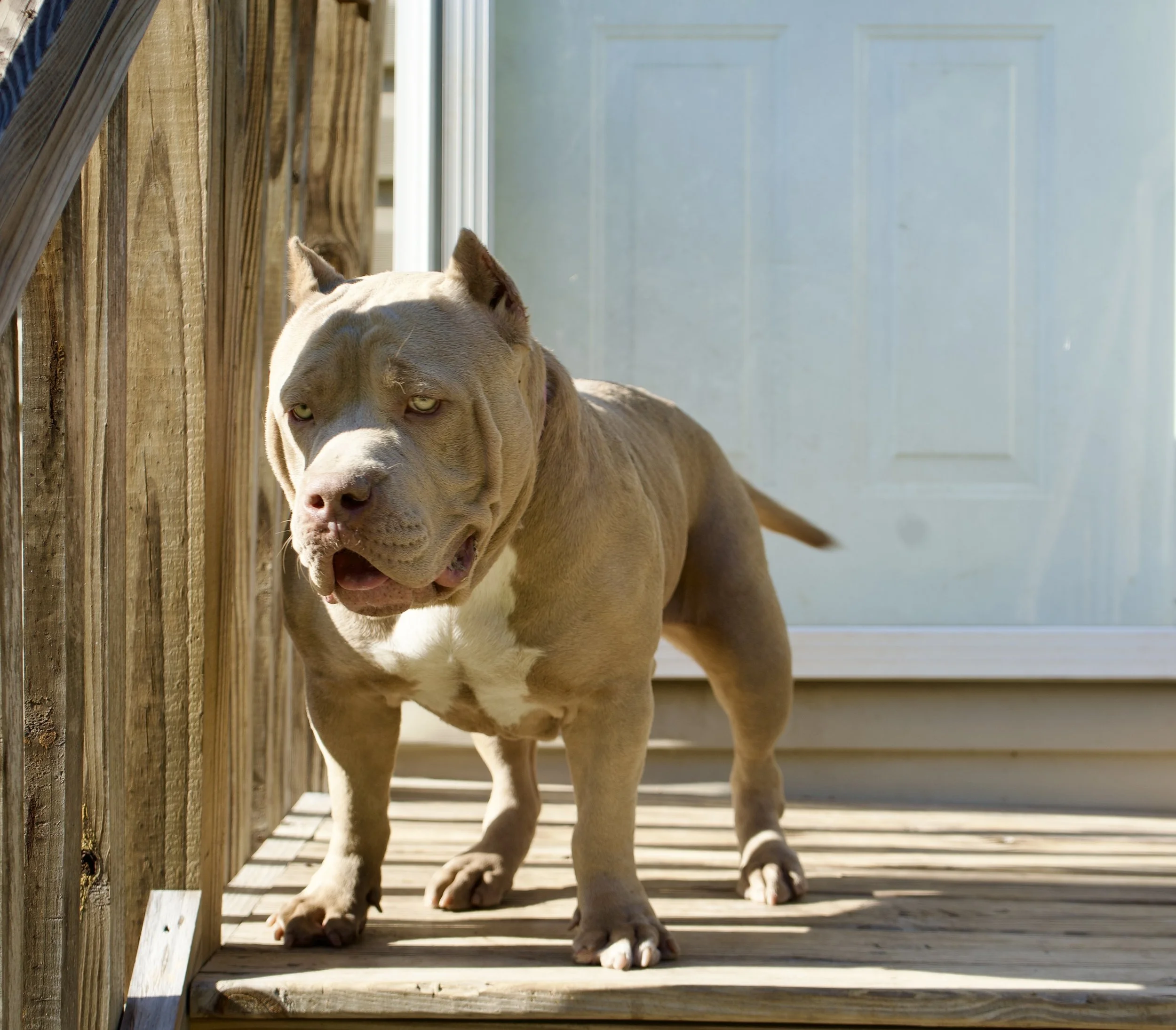 A muscular brown and white dog with a broad face standing on a wooden porch next to a wooden railing and a closed light blue door.