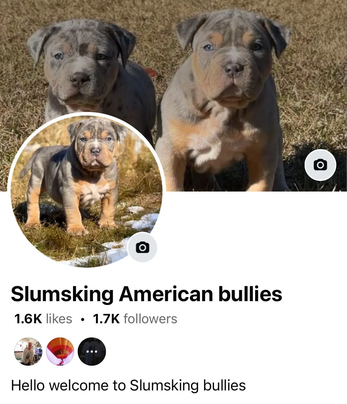 Profile picture of two American bully puppies on a grassy field, one with a brindle coat and the other with a blue and tan coat, with a banner photo of two similar puppies outside.