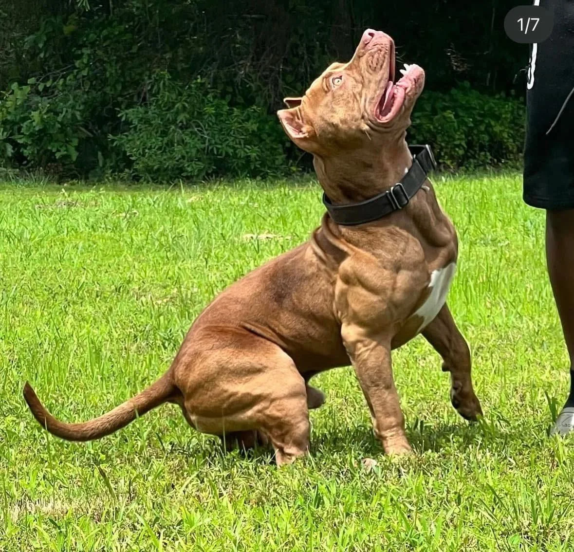 A muscular brown dog, possibly a pitbull, sitting on green grass with its head raised and mouth open, looking upward, wearing a black collar.