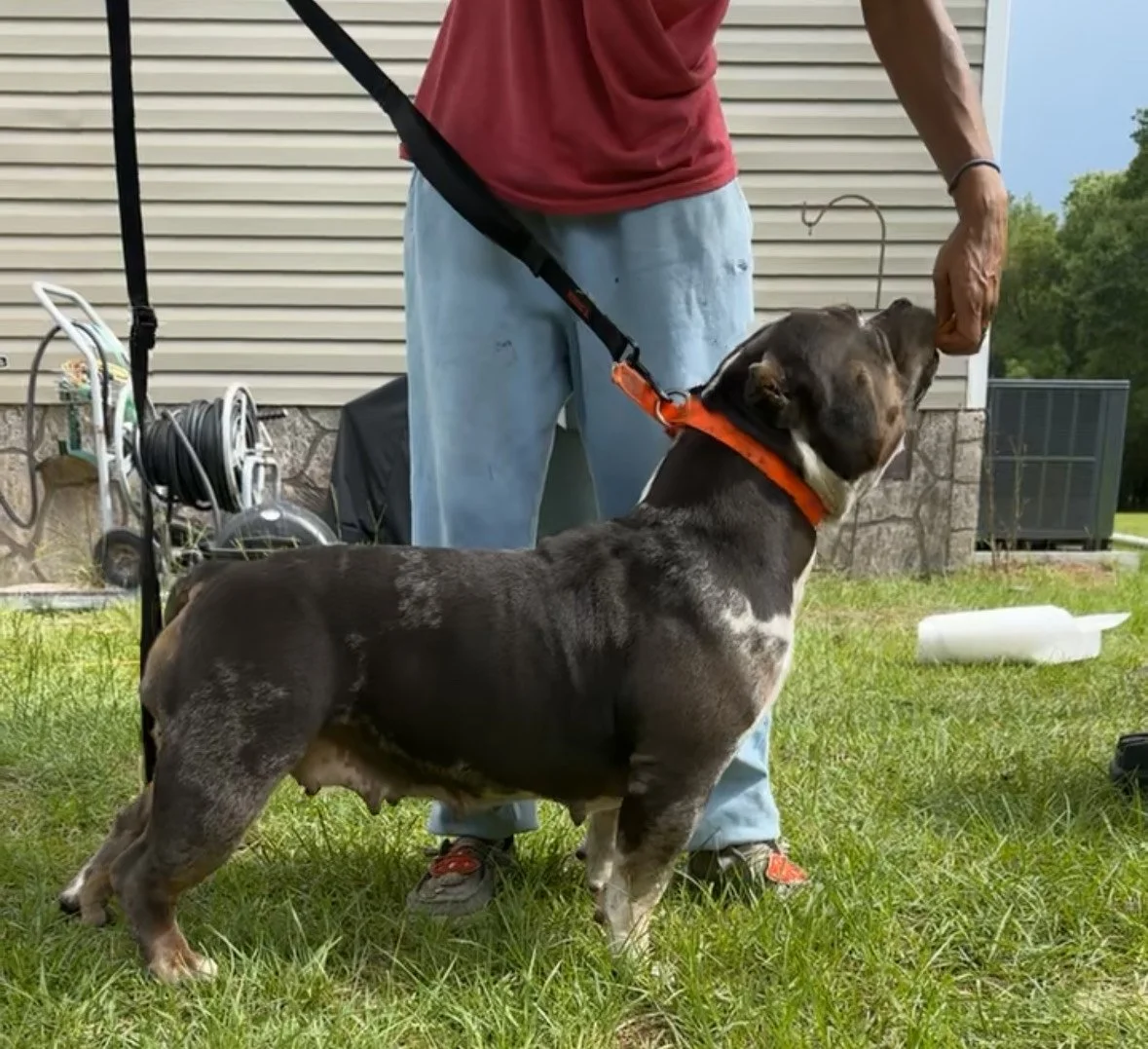 A person standing outdoors on grass, holding a leash attached to a black and white dog wearing an orange collar, with the person's hand extended toward the dog's head.