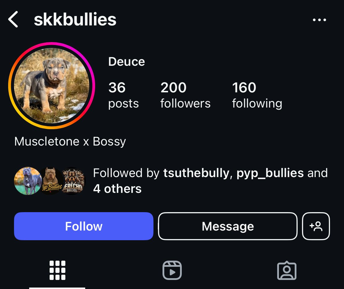 Instagram profile page for skkbullies, showing a photo of a puppy and the profile information including the name Deuce, 36 posts, 200 followers, and following 160 accounts. The bio reads "Muscle tone x Bossy."