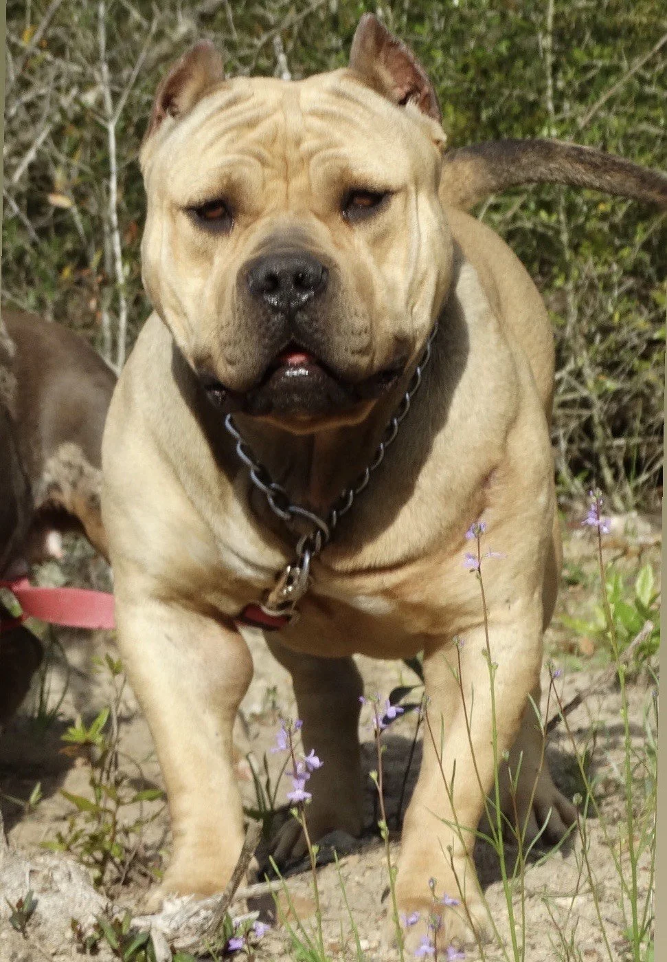 A tan and black American Bully dog with a chain collar standing outdoors among small purple flowers and green foliage.