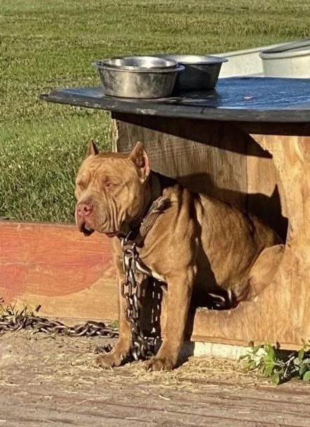 A brown dog with a muscular build and a facial expression resembling a smirk, sitting under a wooden table outside, chained to a collar, with two metal bowls on top of the table.