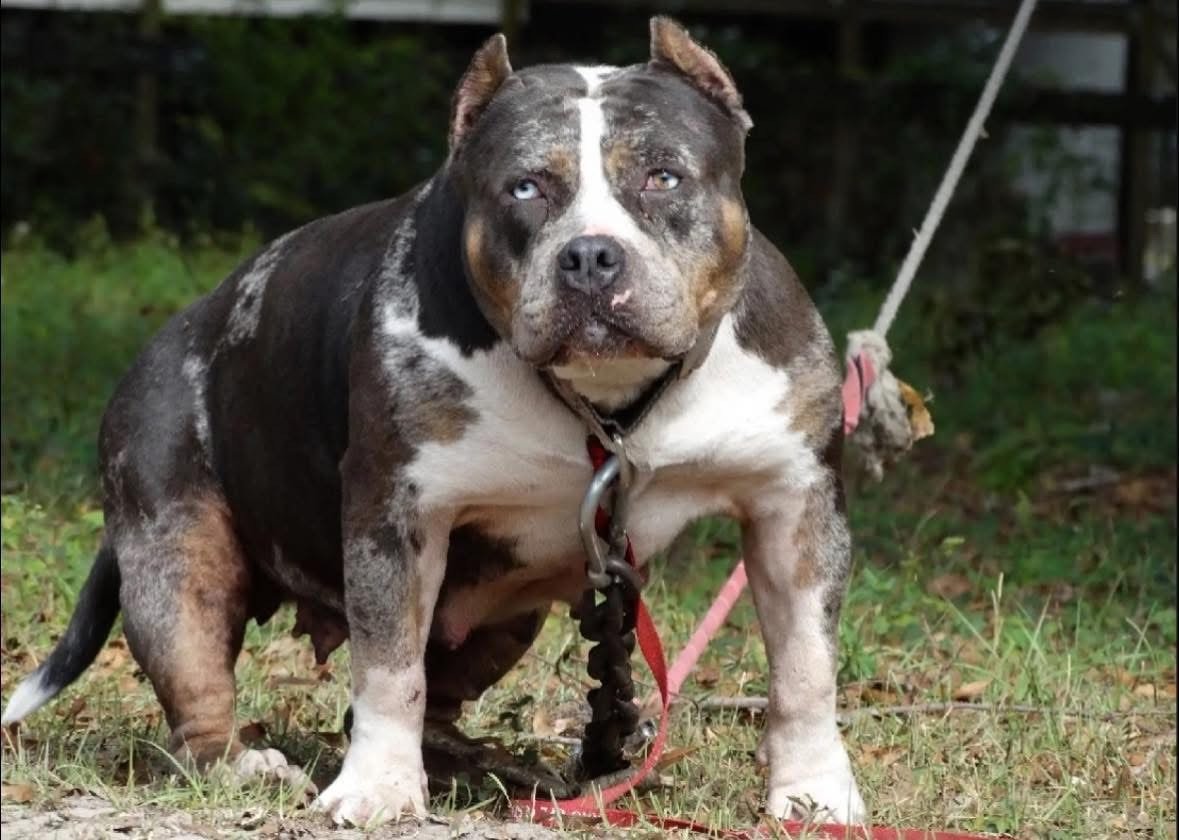 A muscular, stocky dog with a brindle and white coat, sitting on grass outdoors, with a leash attached to its collar.