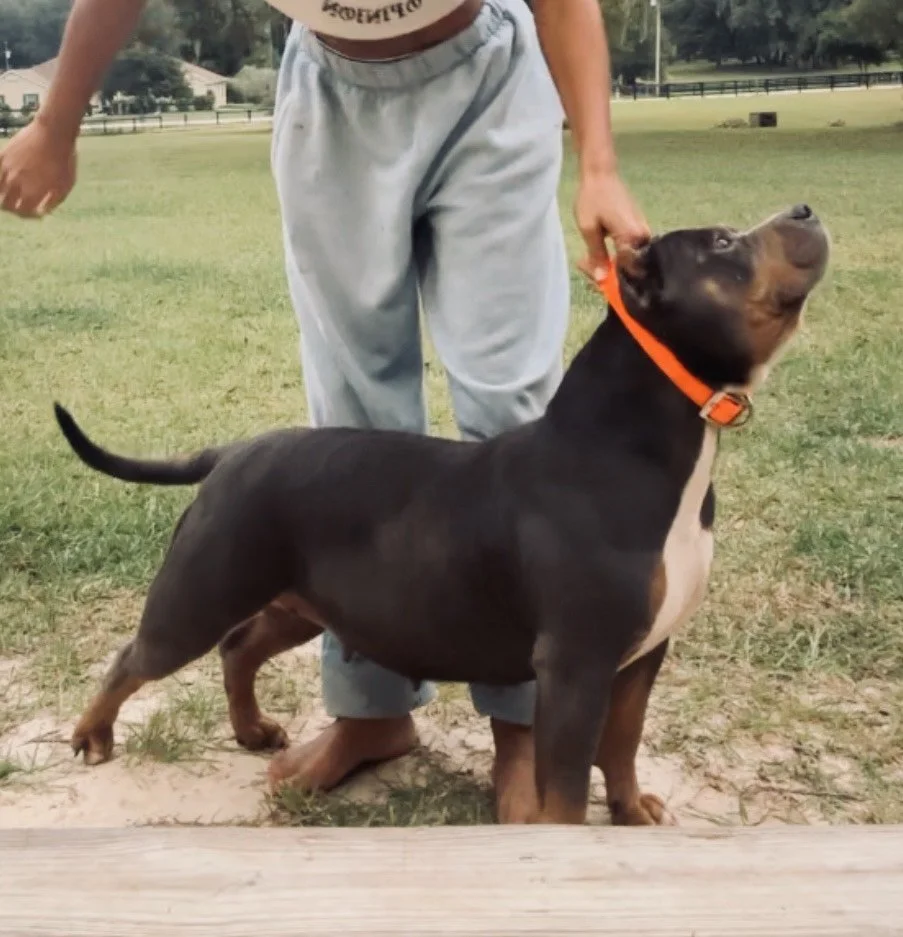 A person standing on grass holding a large black and tan dog by an orange collar in an open field.