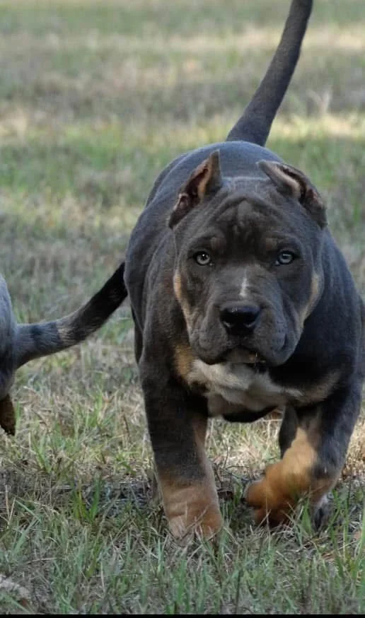 A young, muscular, gray and tan American Bully puppy walking on grass with a focused expression.
