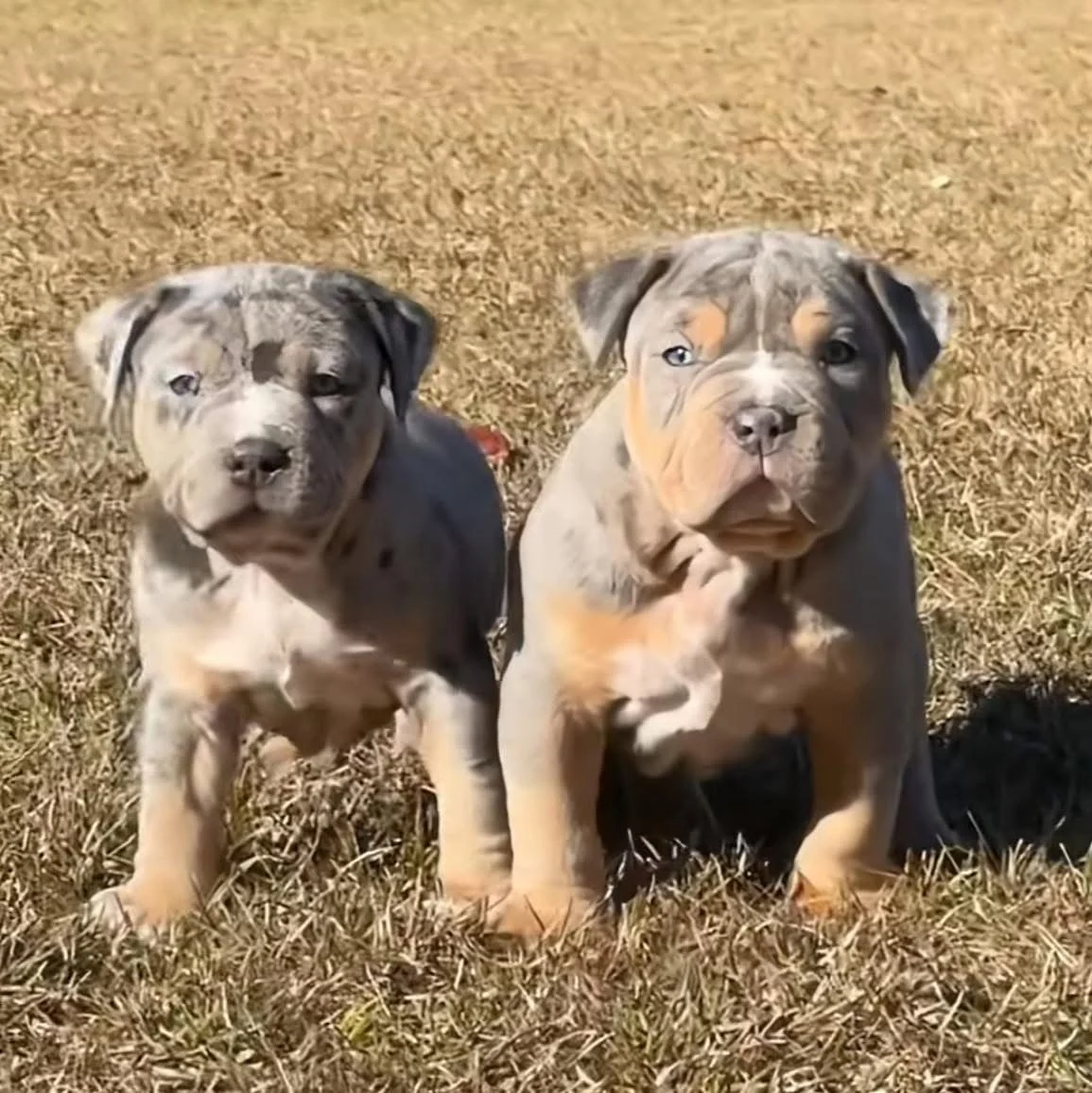 Two adorable bully puppies sitting on a grassy field during daytime.