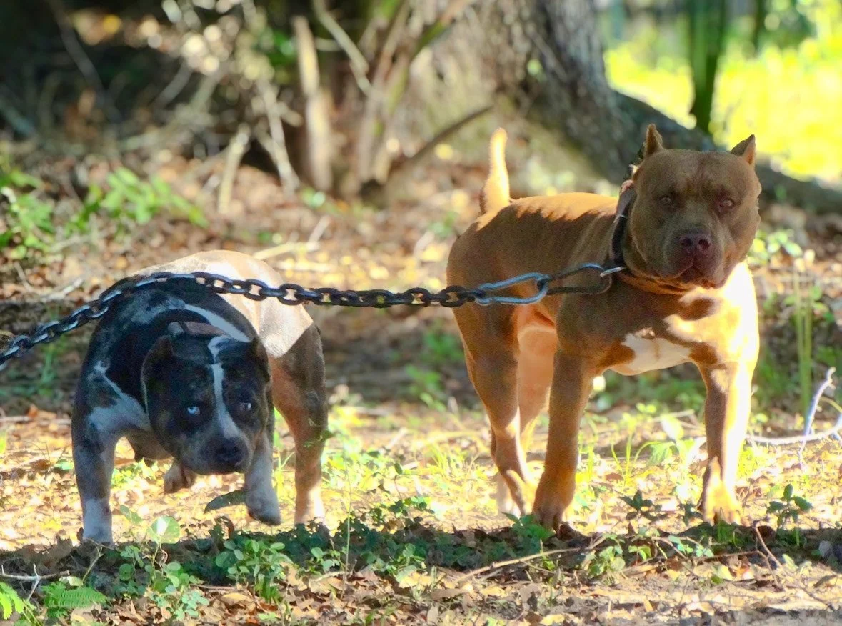 WB Blaze x BKB Double 07