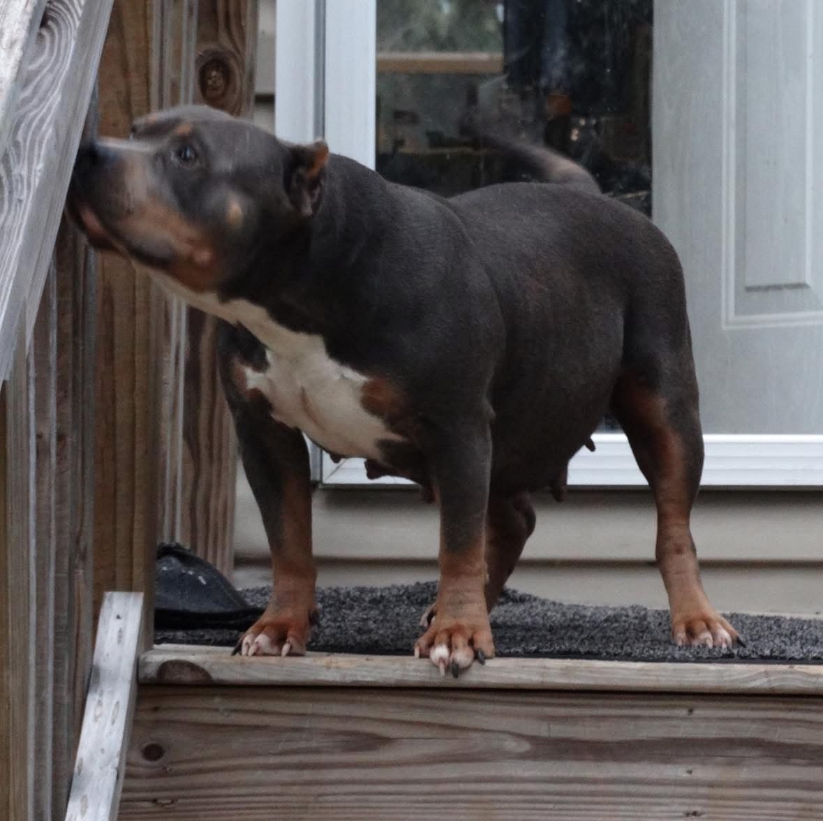 A puppy with a black, brown, and white coat standing on a wooden porch step near a door handle, appearing to scratch or sniff the door.