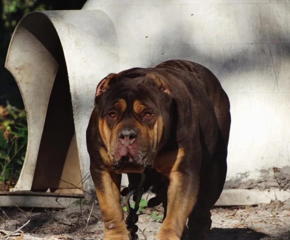 A large, muscular dog with a dark brown and tan coat, standing outdoors near a metallic container or structure, on a dirt surface.