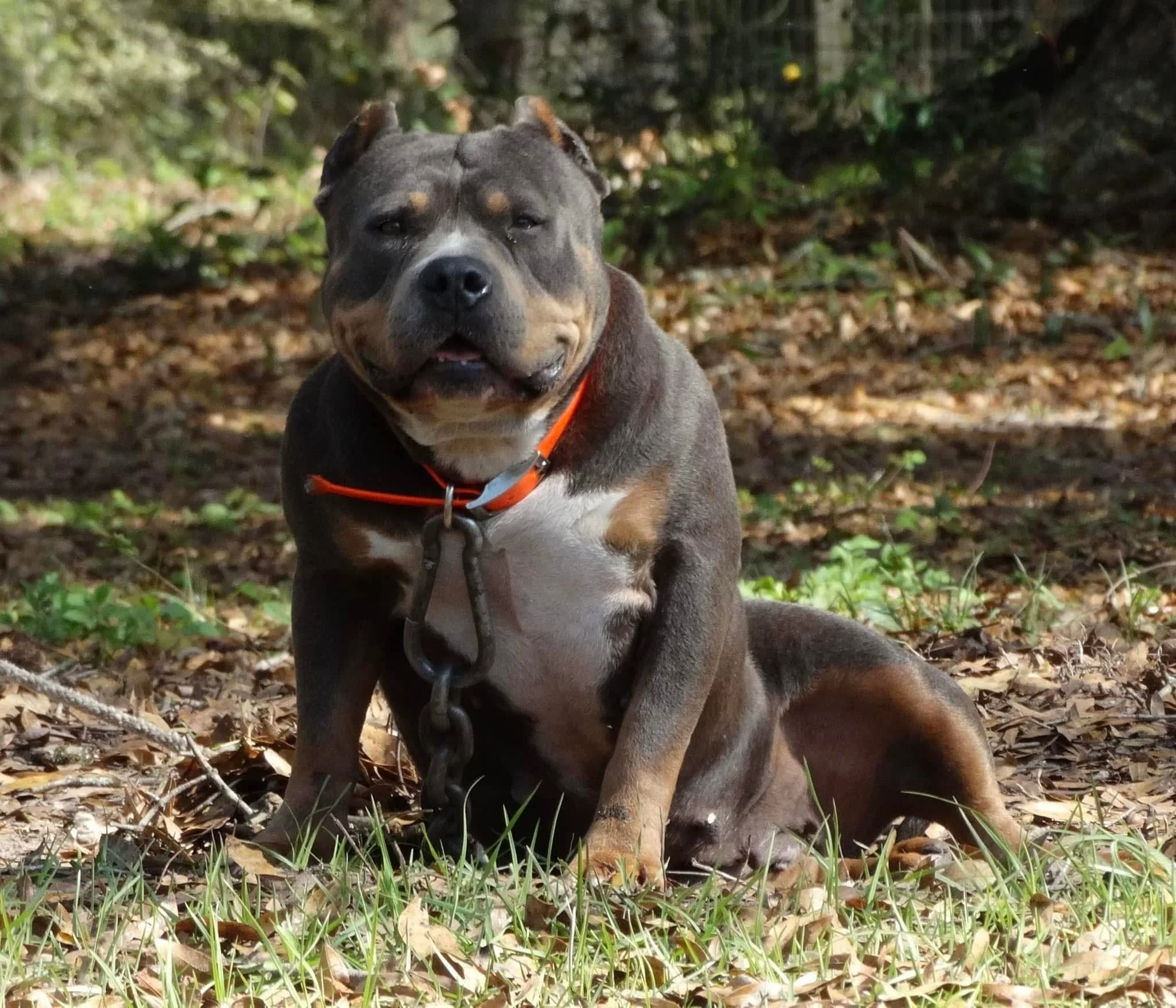 A brown and black pit bull sitting on the ground outdoors with a chain around its neck, surrounded by fallen leaves and some green grass, in a wooded area.